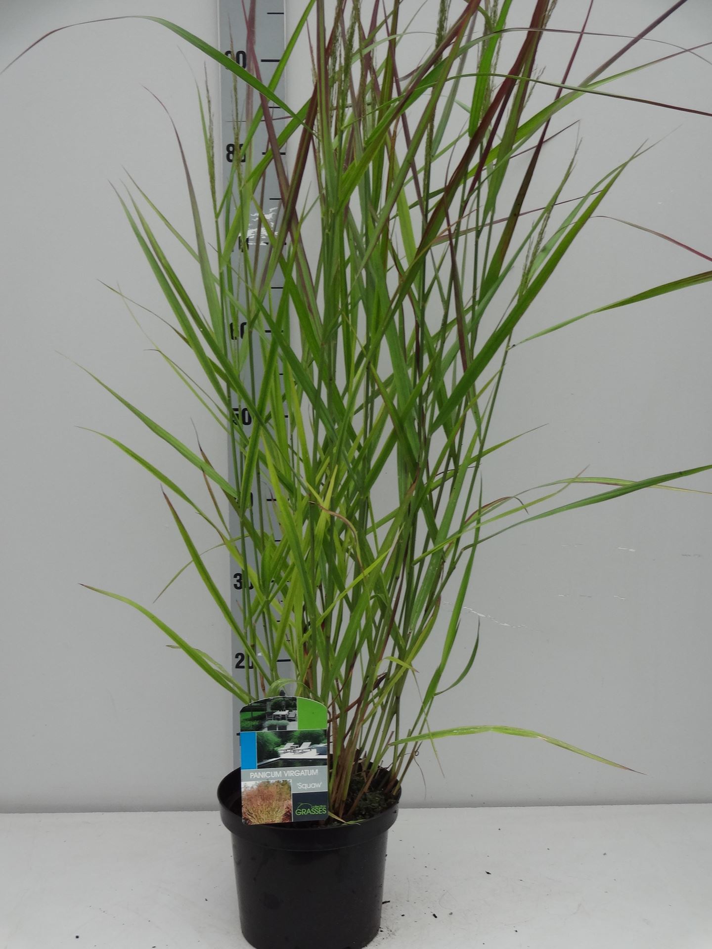Panicum virgatum'Squaw'- pot 3L afbeelding