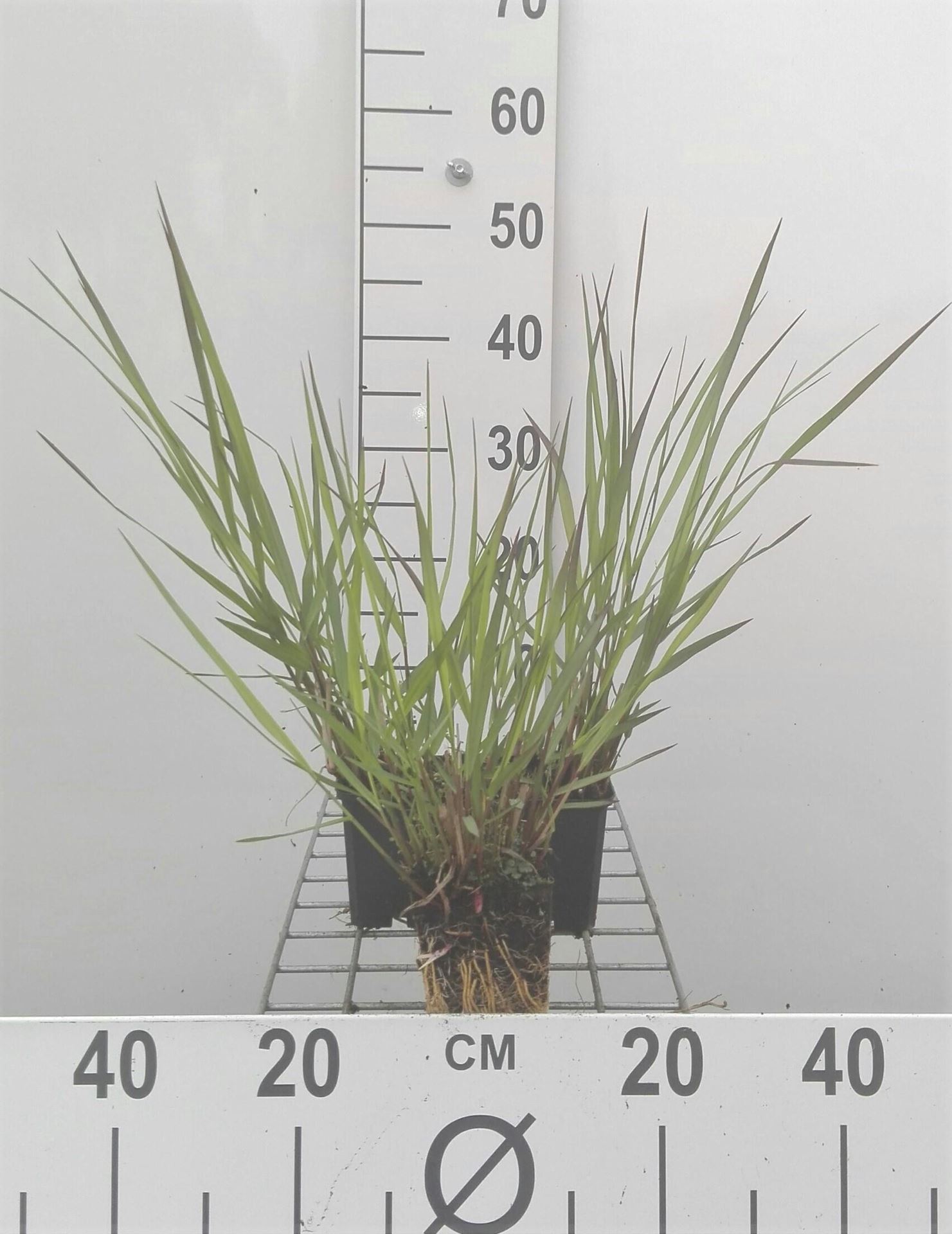 Panicum virgatum'Warrior'- pot 9x9 cm afbeelding