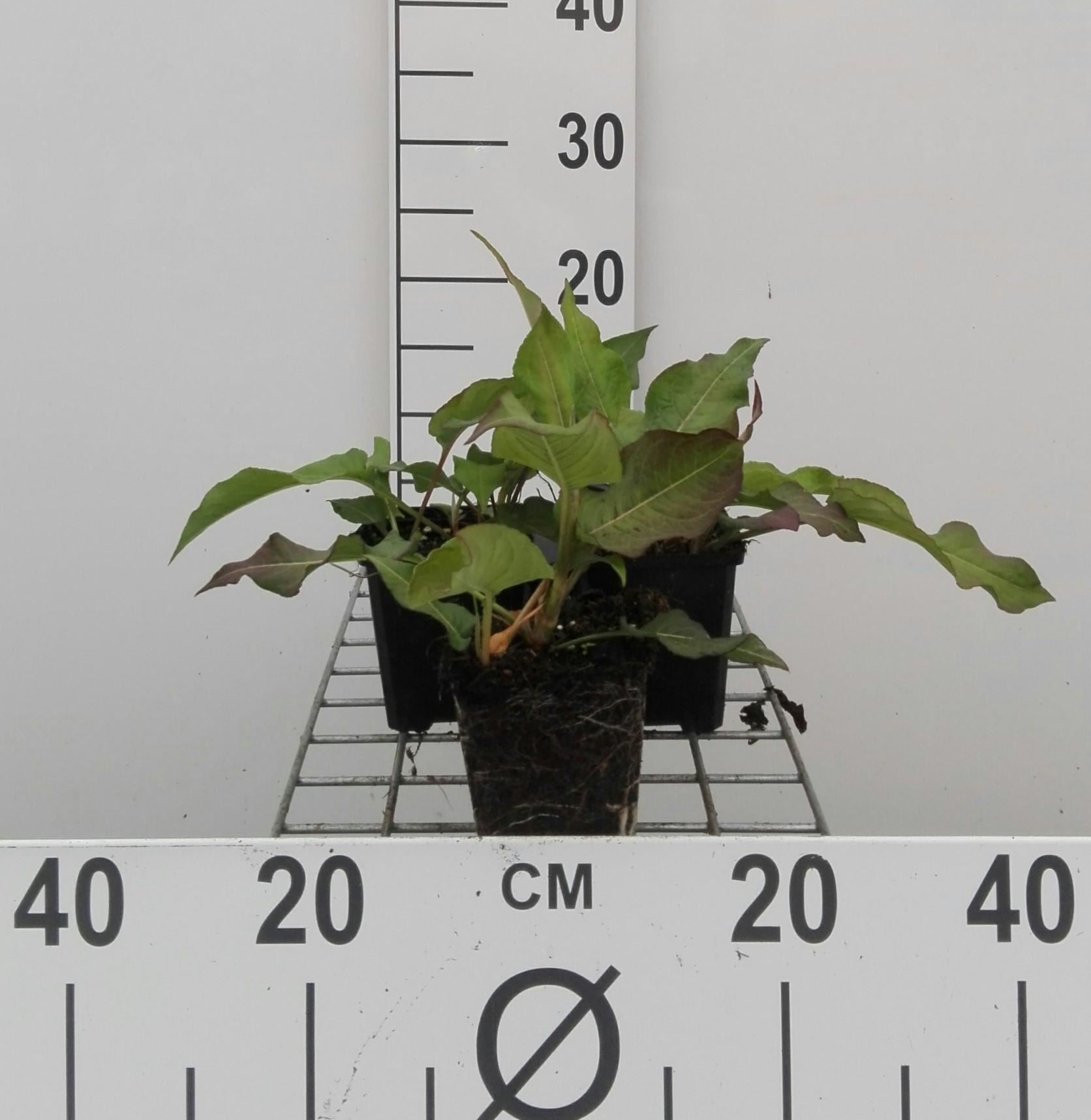 Persicaria amplexicaulis 'Alba' - pot 9x9 cm -