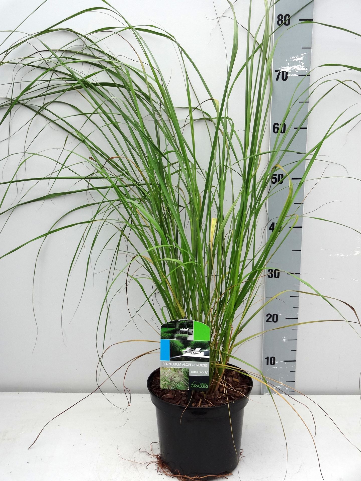 Pennisetum alopecuroides'Black Beauty'- pot 3L - Lampenpoetsersgras afbeelding