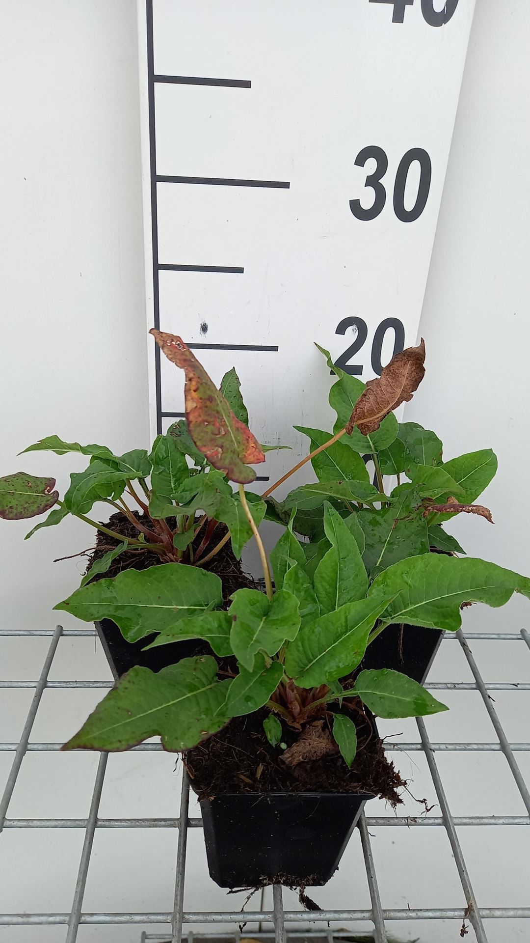Persicaria amplexicaulis'Blackfield'- pot 9x9 cm - Duizendknoop afbeelding