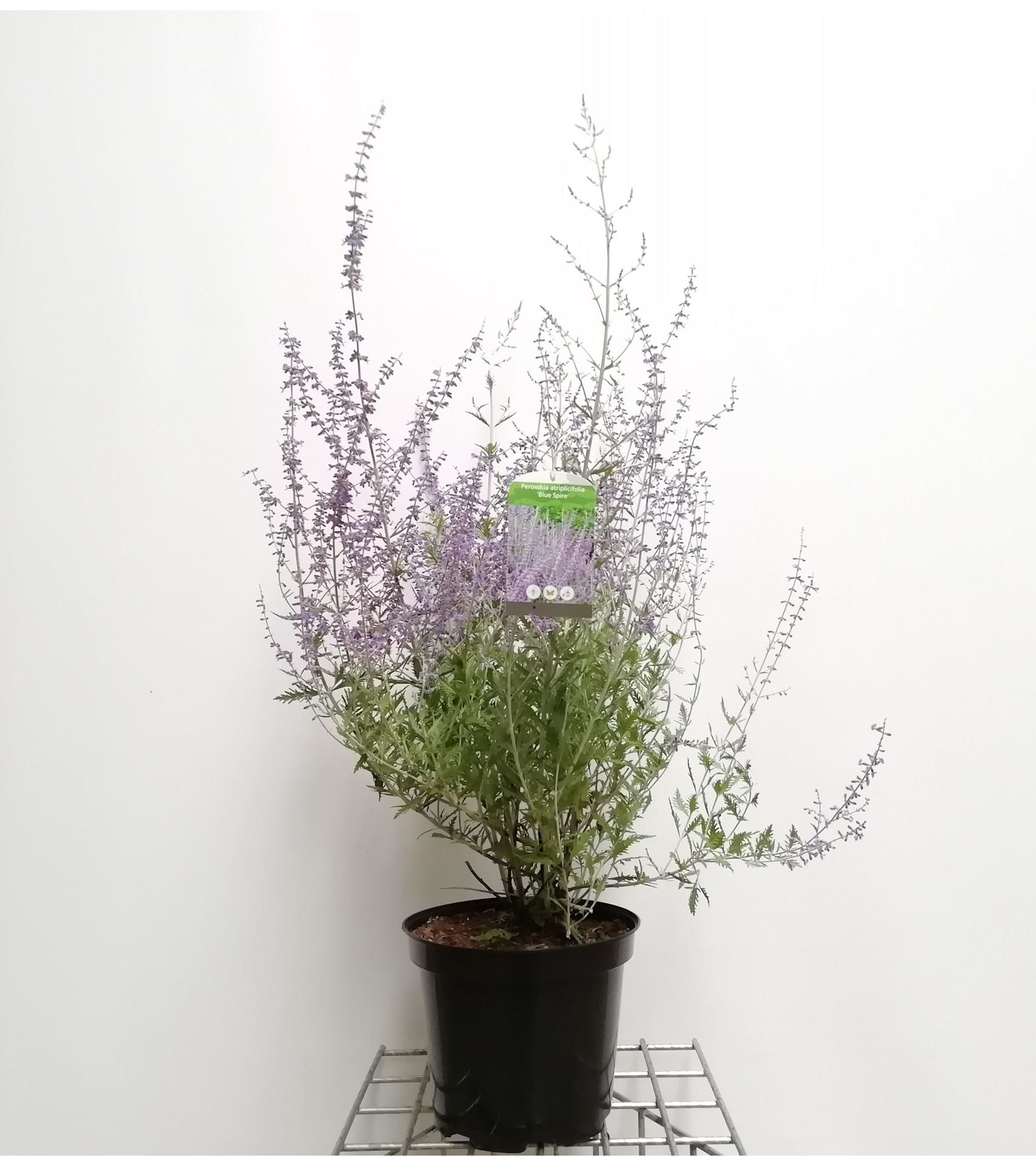 Perovskia'Blue Spire'- pot 10L - 50-60 cm afbeelding