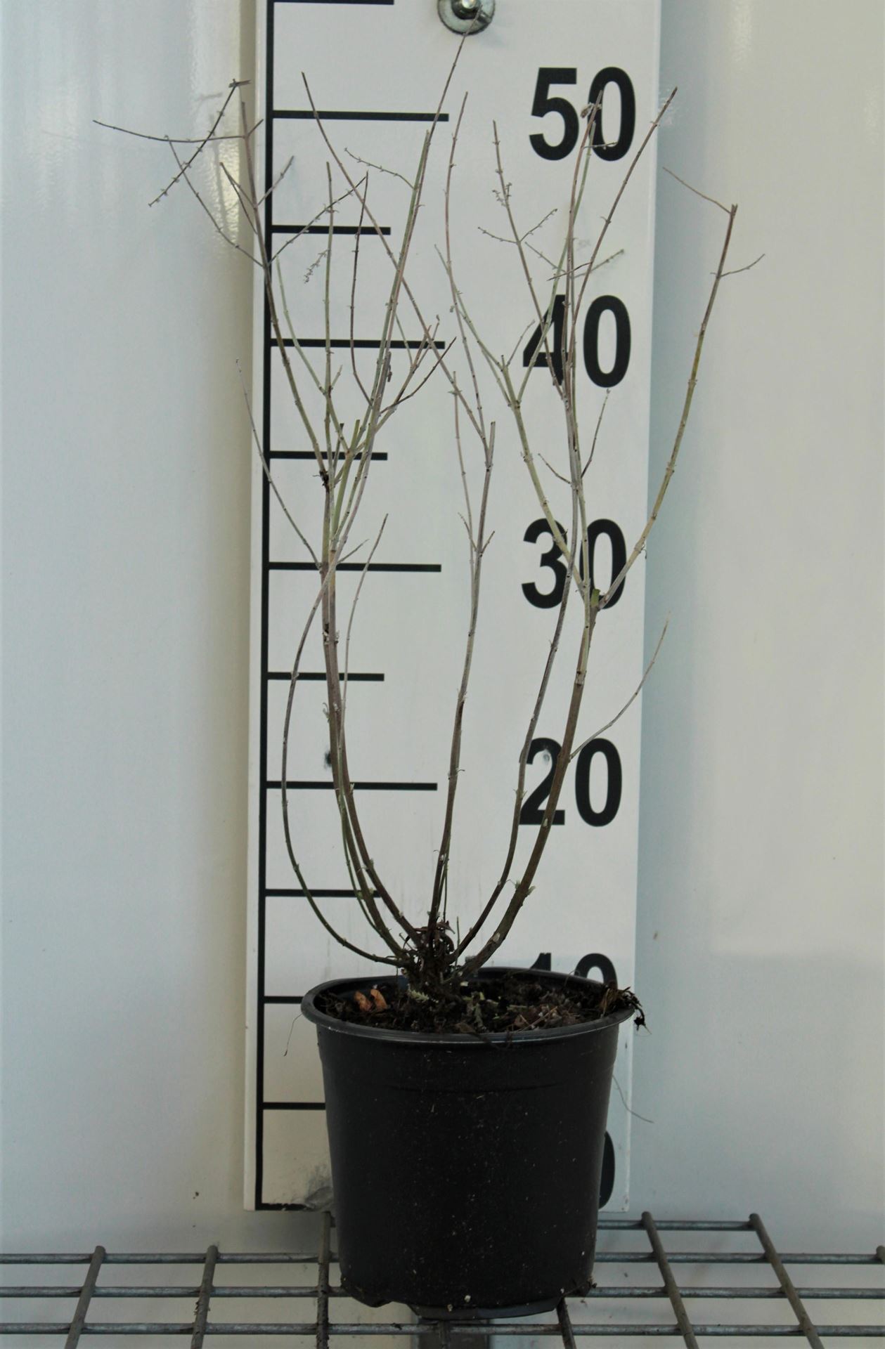 Perovskia'Blue Spire'- pot 1,5L - 20-25 cm afbeelding