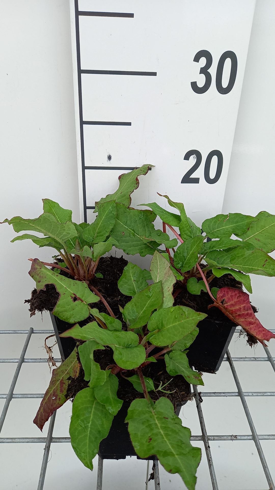 Persicaria amplexicaulis'JS Caliente'- pot 9x9 cm afbeelding