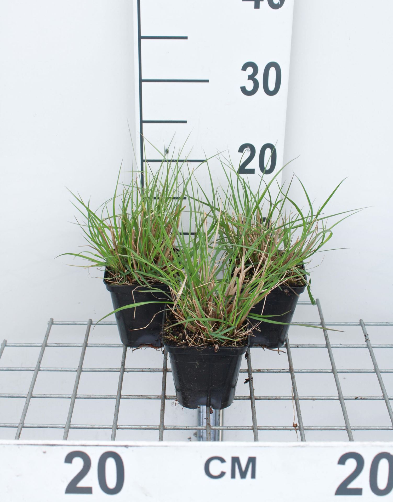 Pennisetum alopecuroides'Gelbstiel'- pot 9x9 cm afbeelding