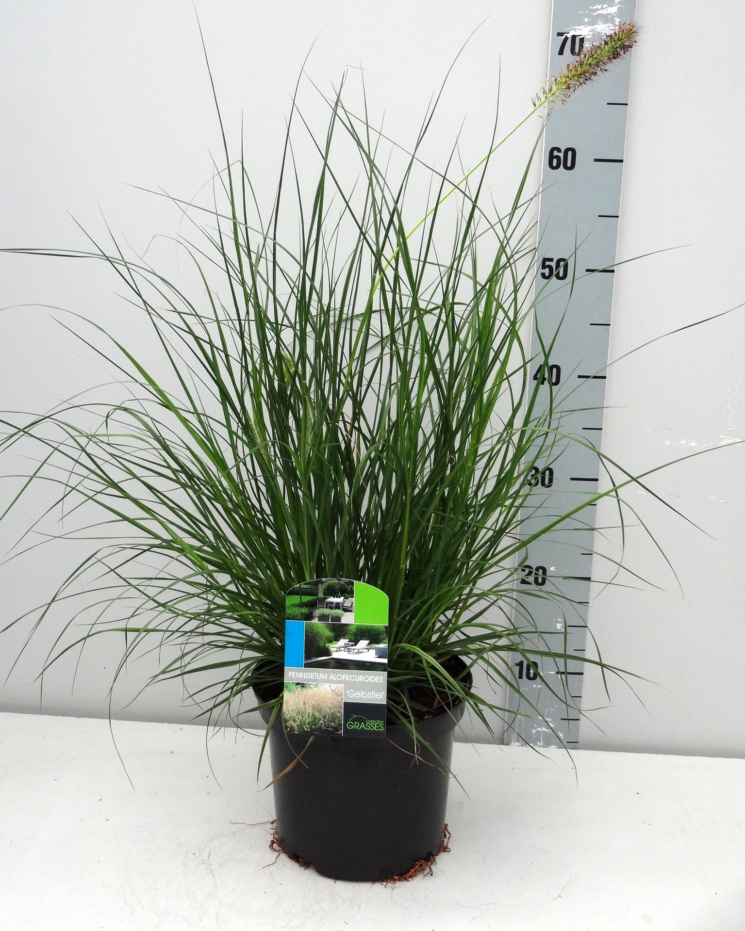 Pennisetum alopecuroides 'Gelbstiel' - pot 3L