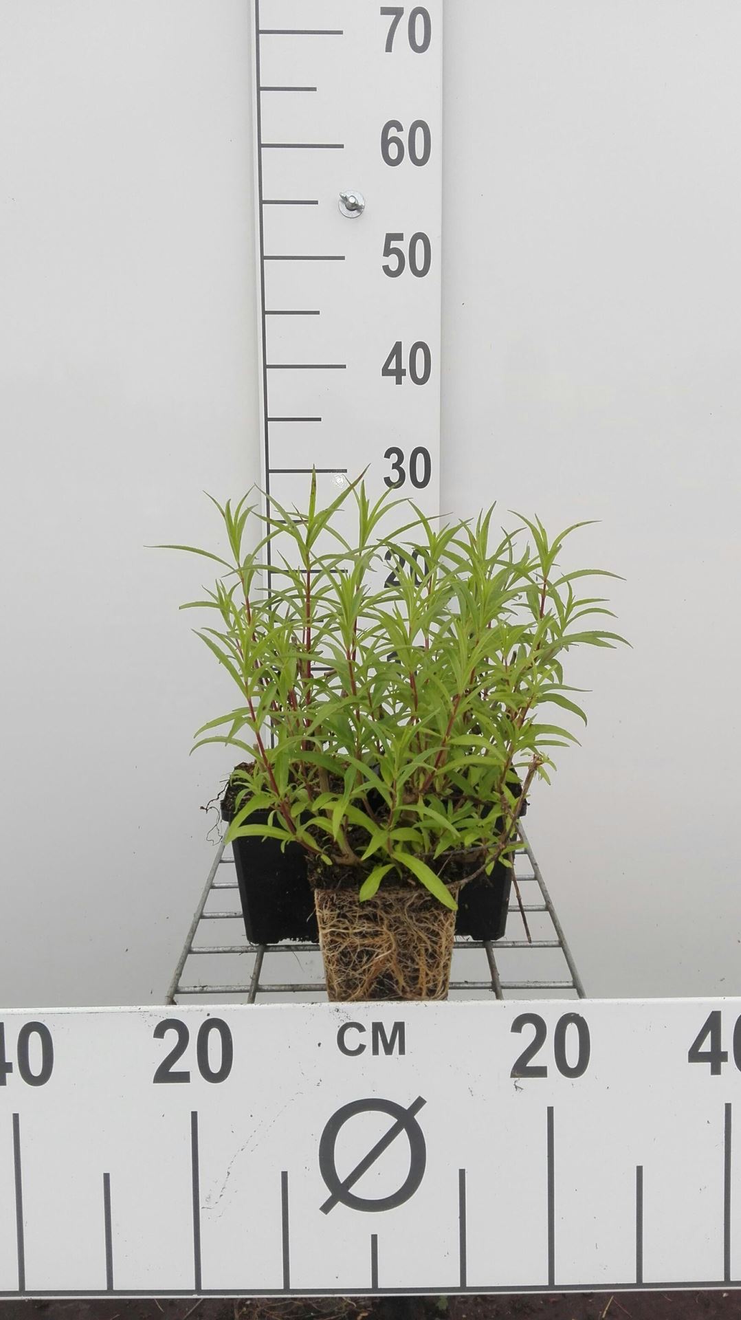 Penstemon'Andenken an F. Hahn'- pot 9x9 cm - Slangekop afbeelding