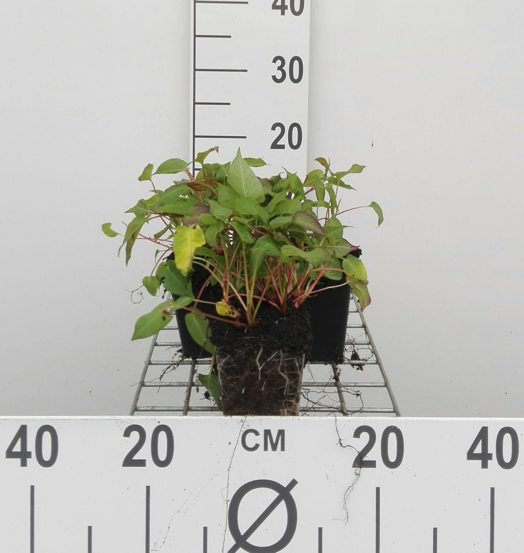 Persicaria amplexicaulis'Inverleith'- pot 9x9 cm afbeelding