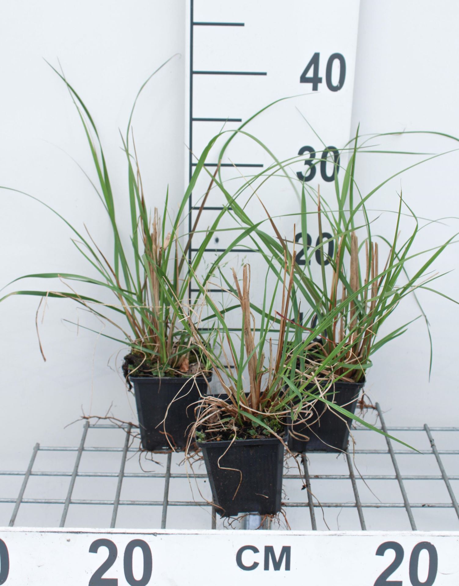 Pennisetum alopecuroides'Japonicum'- pot 9x9 cm afbeelding