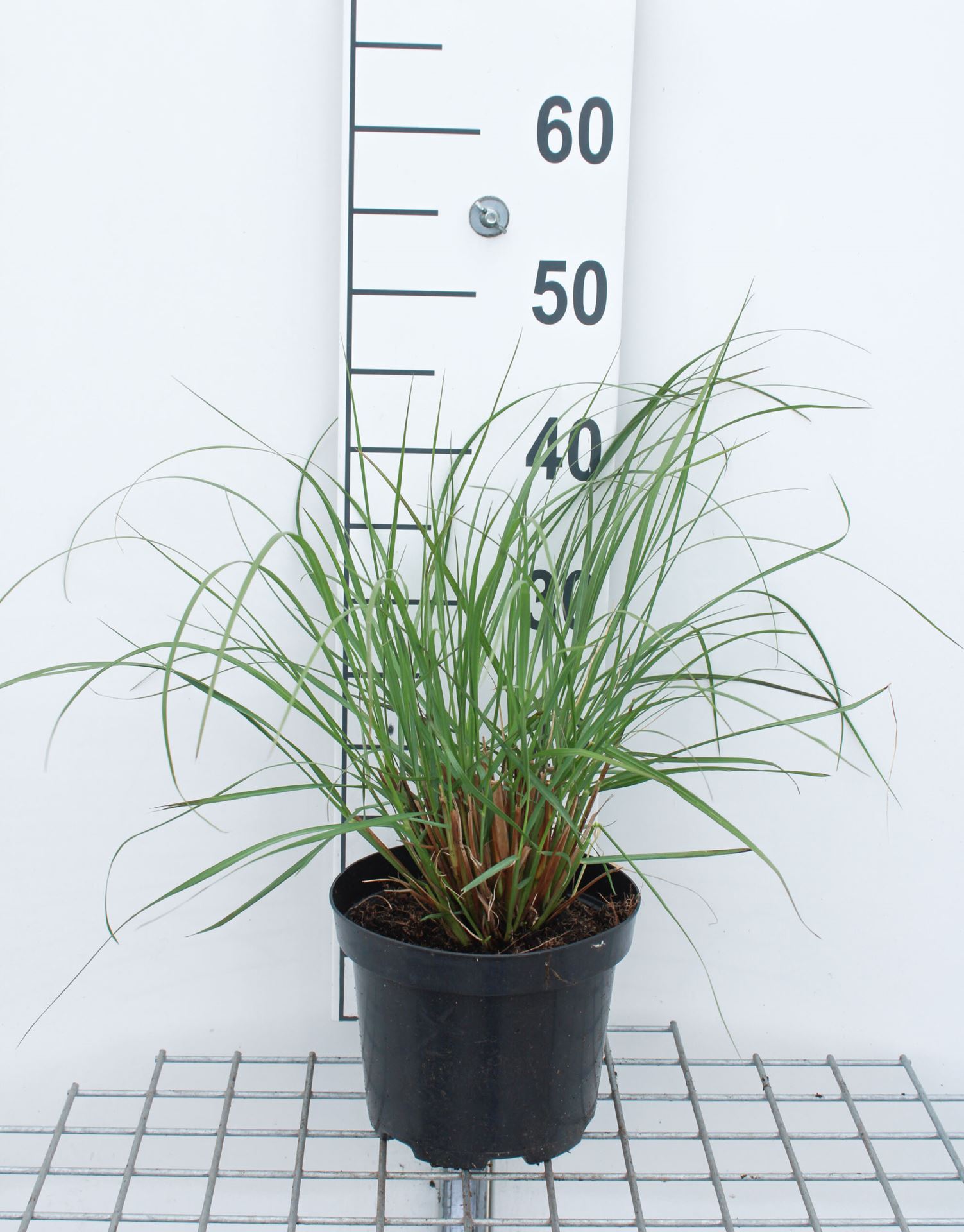 Pennisetum alopecuroides 'Japonicum' - pot 3L