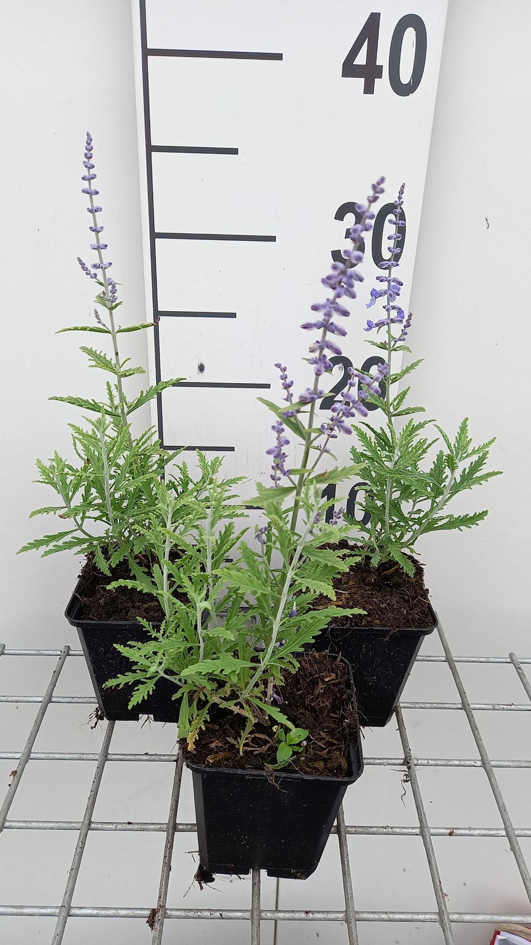 Perovskia atriplicifolia'Lisslitt'(Lacey Blue) - pot 9x9 cm afbeelding