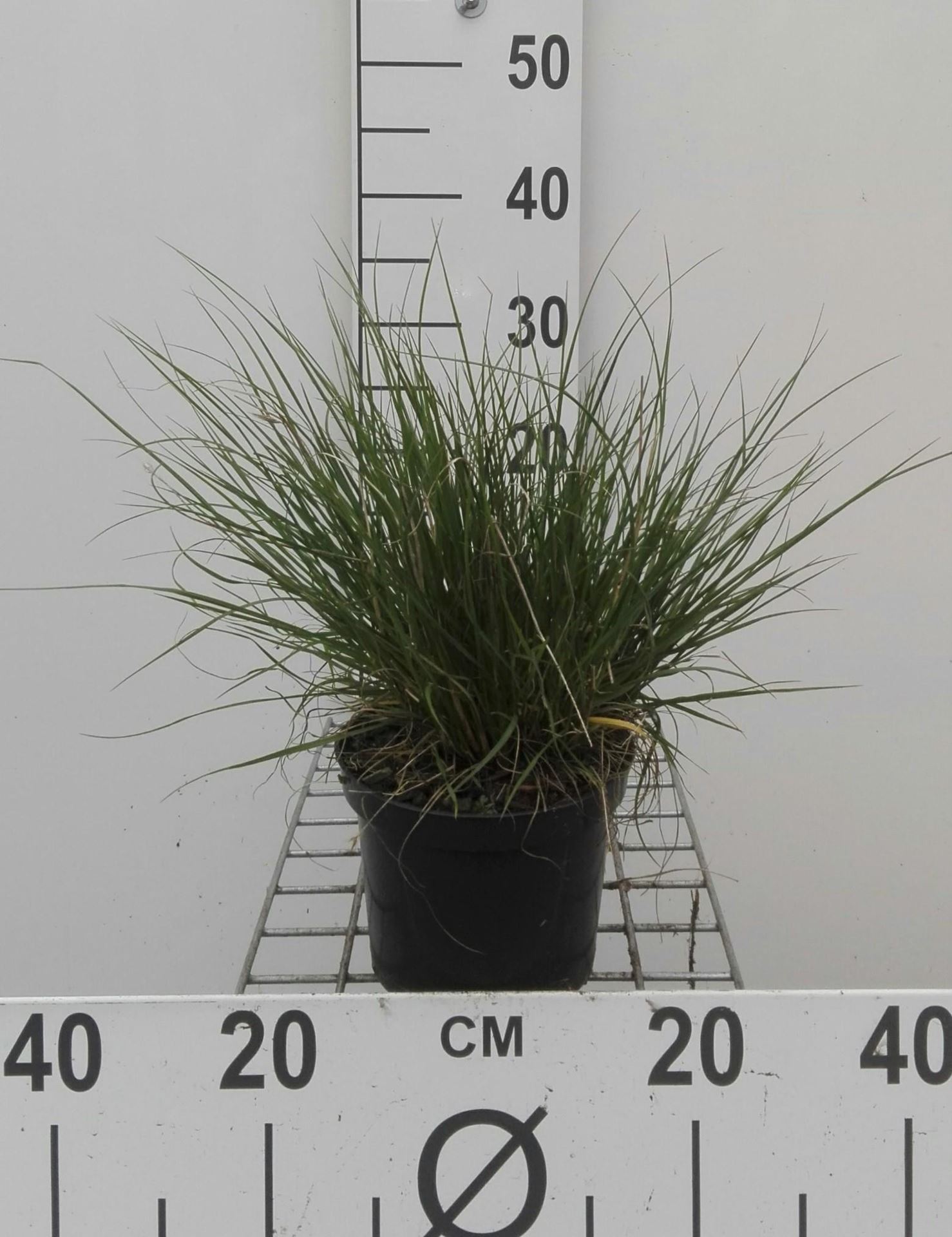 Pennisetum alopecuroides'Little Bunny'- pot 1,5L - afbeelding