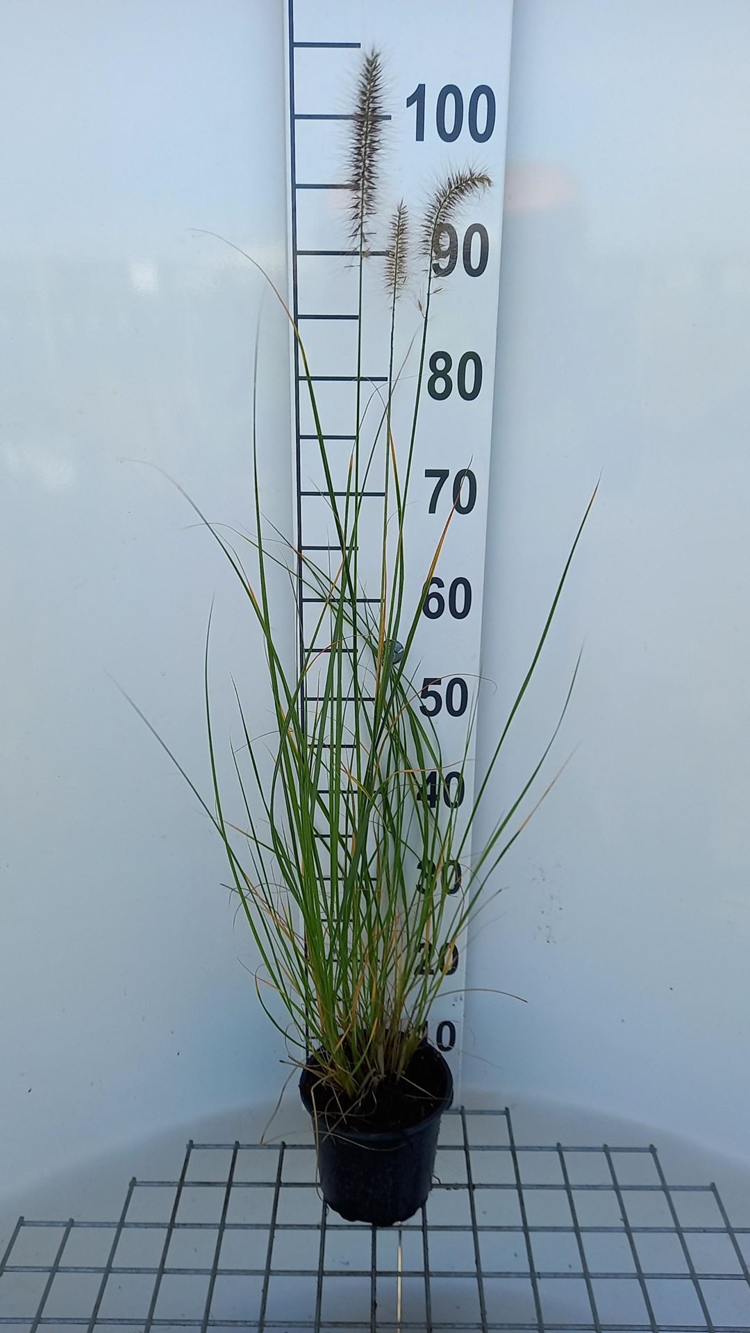 Pennisetum alopecuroides - pot 1,5L afbeelding