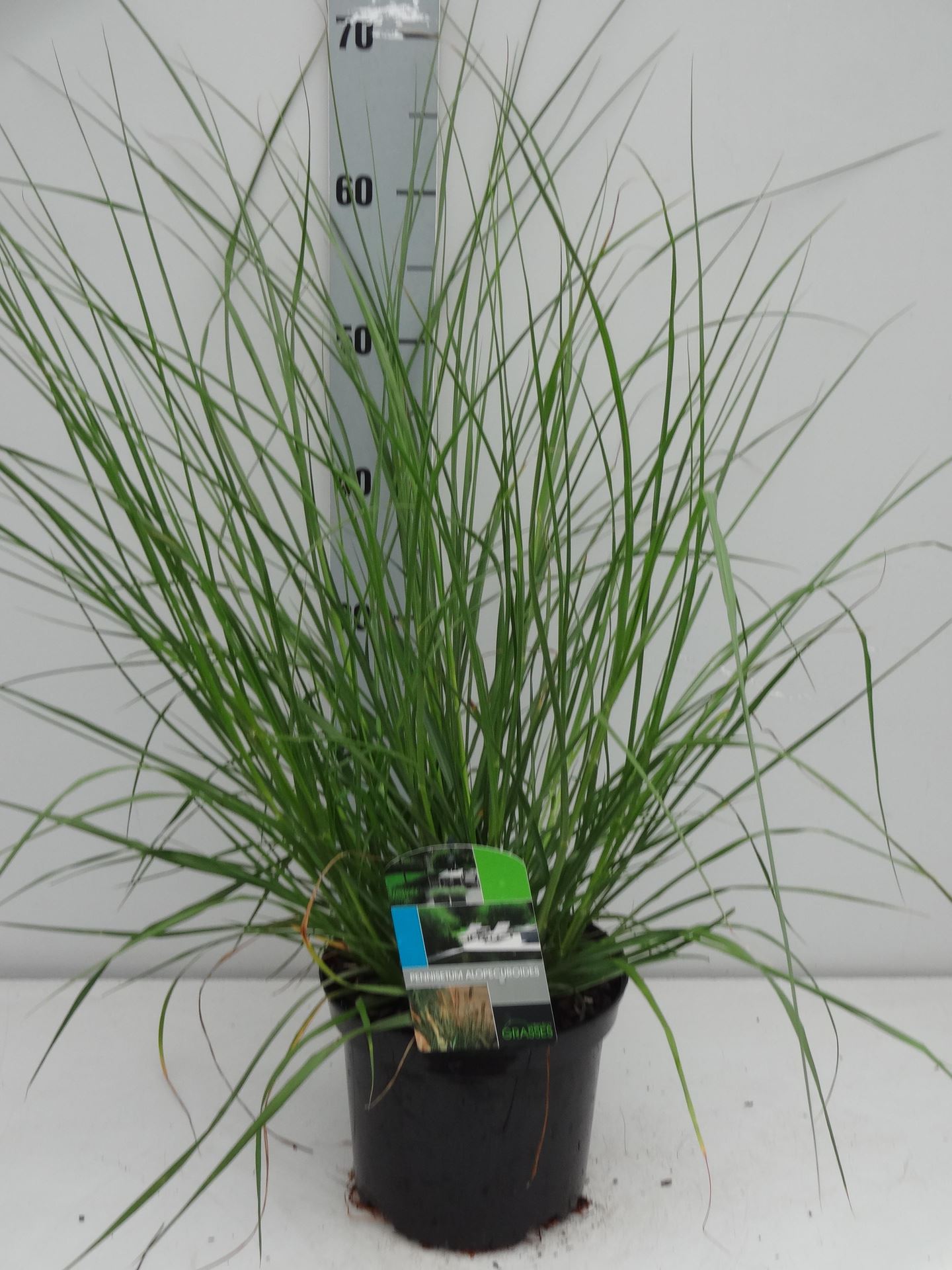 Pennisetum alopecuroides - pot 3L afbeelding