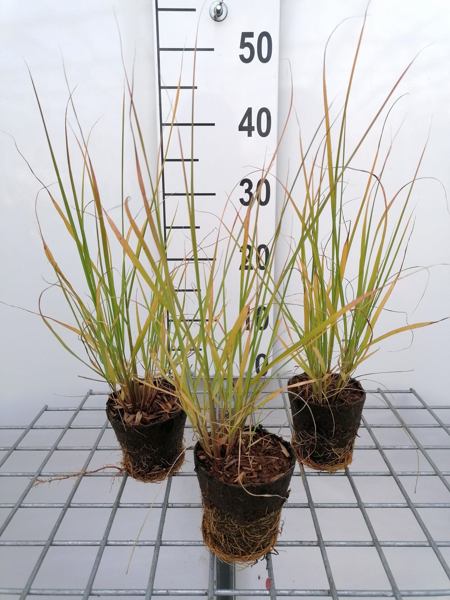 Pennisetum alopecuroides - biopot diameter 8 cm afbeelding