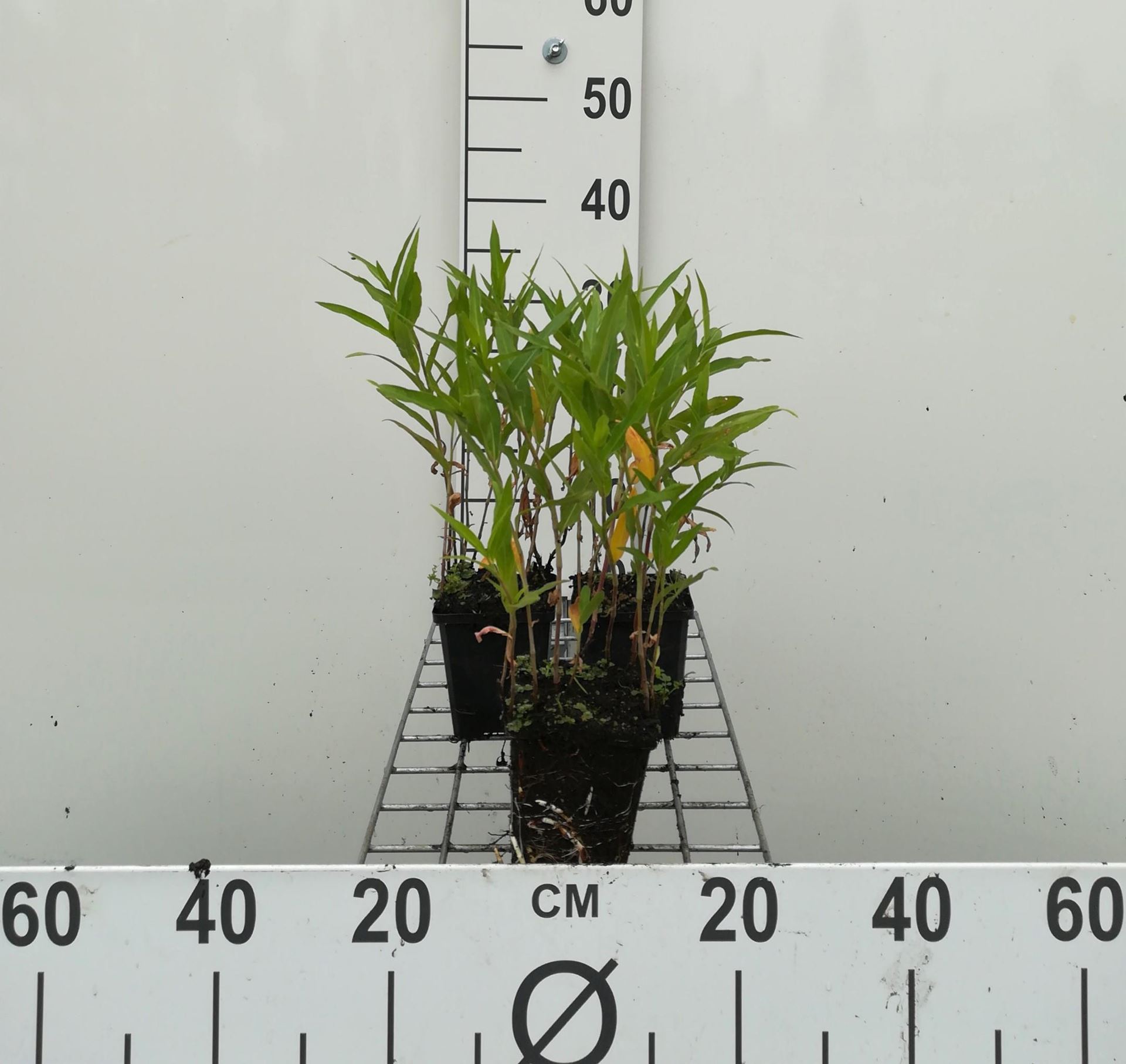 Persicaria amphibia - pot 9x9 cm afbeelding