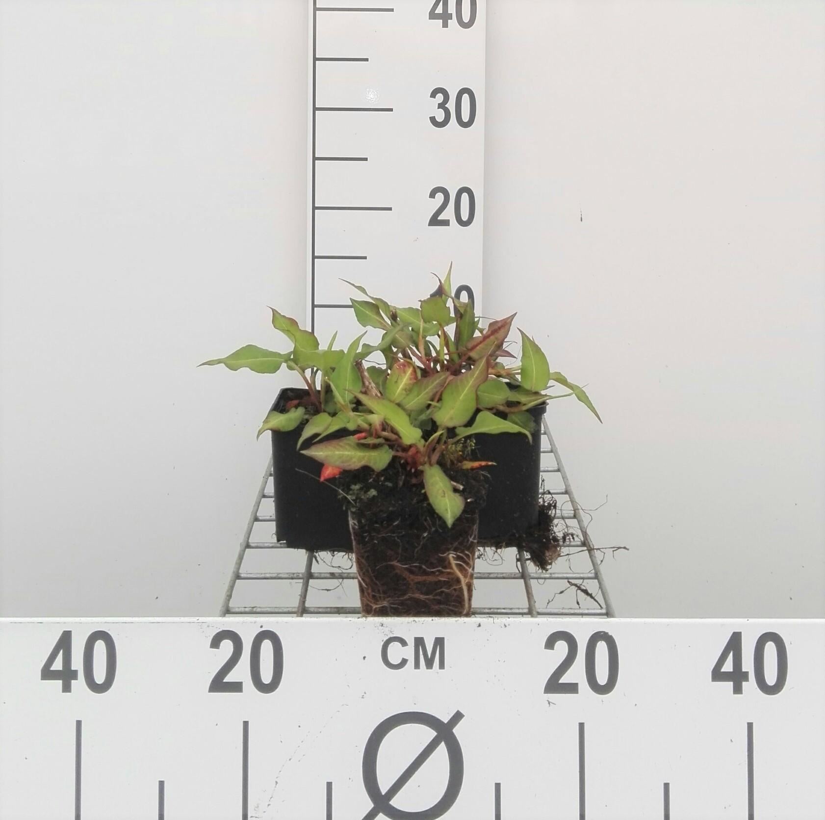 Persicaria amplexicaulis'Orangofield'(Orange Field) - pot 9x9 cm afbeelding