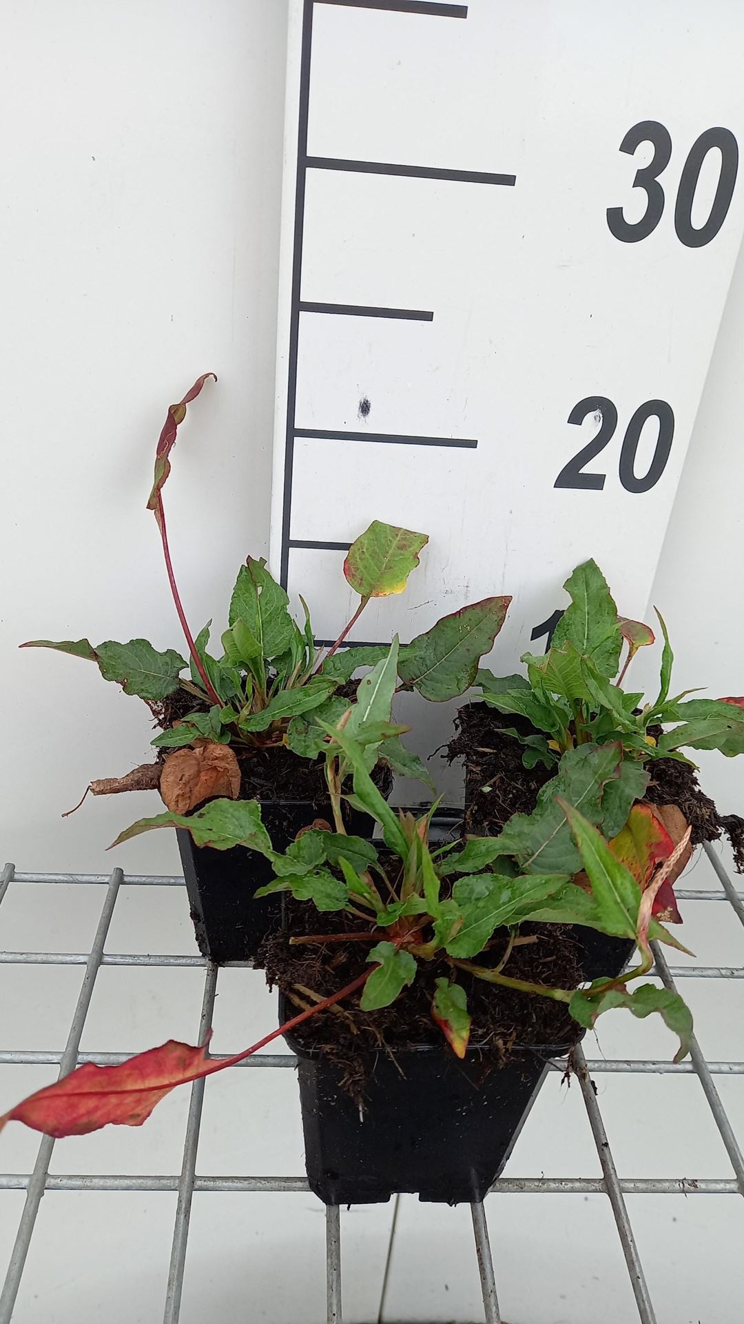 Persicaria amplexicaulis'Pink Elephant'- pot 9x9 cm - Duizendknoop afbeelding