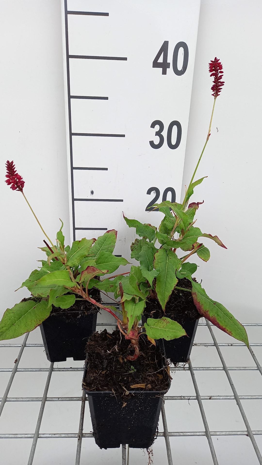 Persicaria amplexicaulis 'Red Baron' - pot 9x9 cm -