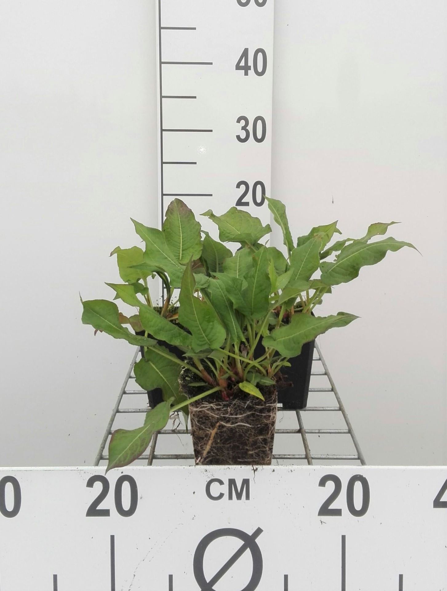 Persicaria amplexicaulis'Rosea'- pot 9x9 cm - Duizendknoop afbeelding