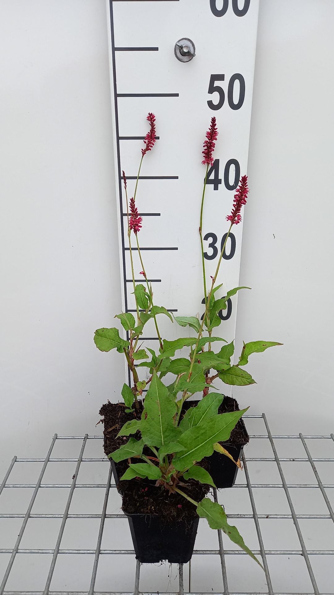 Persicaria amplexicaulis'Speciosa'- pot 9x9 cm - Duizendknoop afbeelding