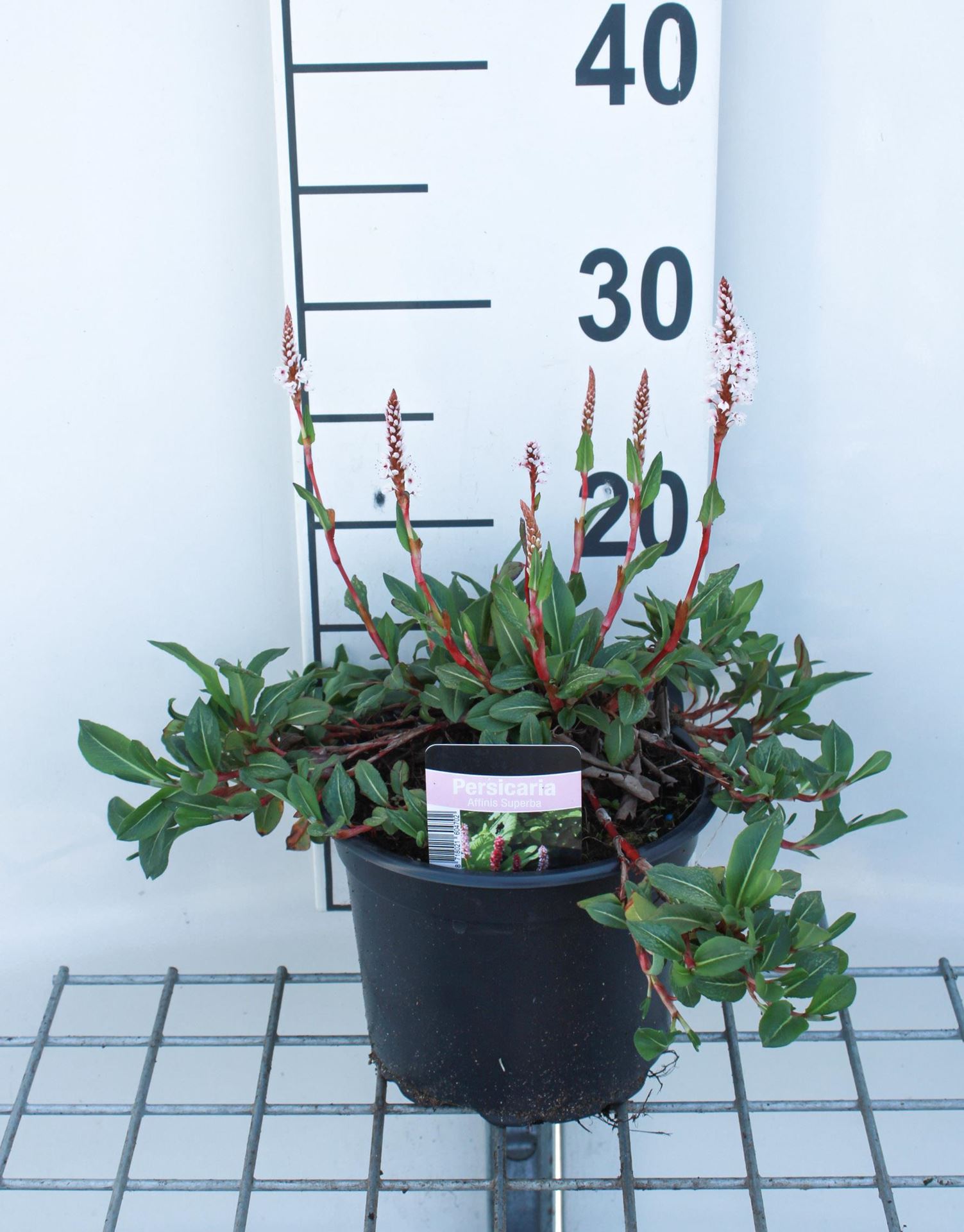 Persicaria affinis'Superba'- pot 2L afbeelding