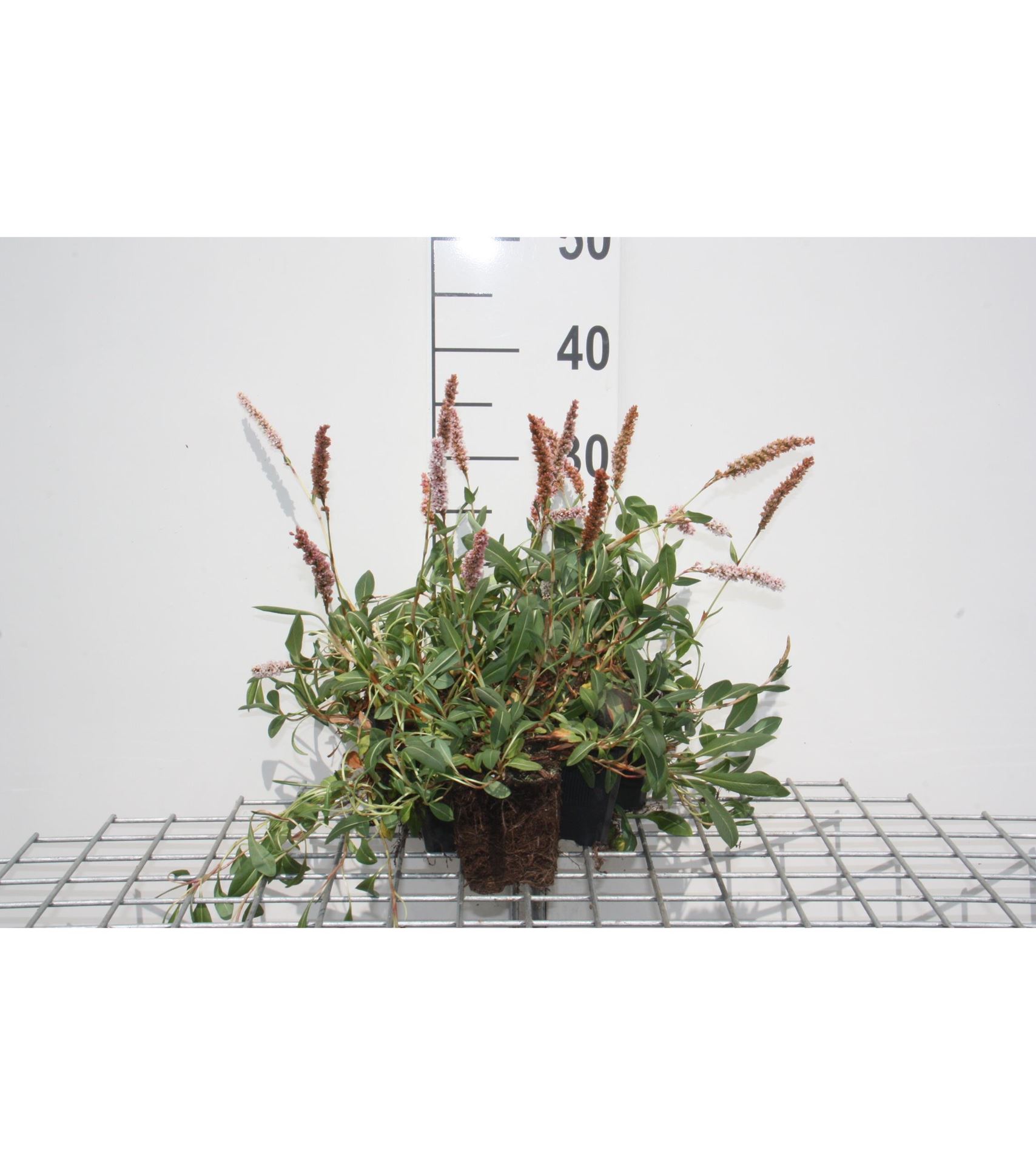 Persicaria affinis'Superba'- pot 9x9 cm - Duizendknoop afbeelding