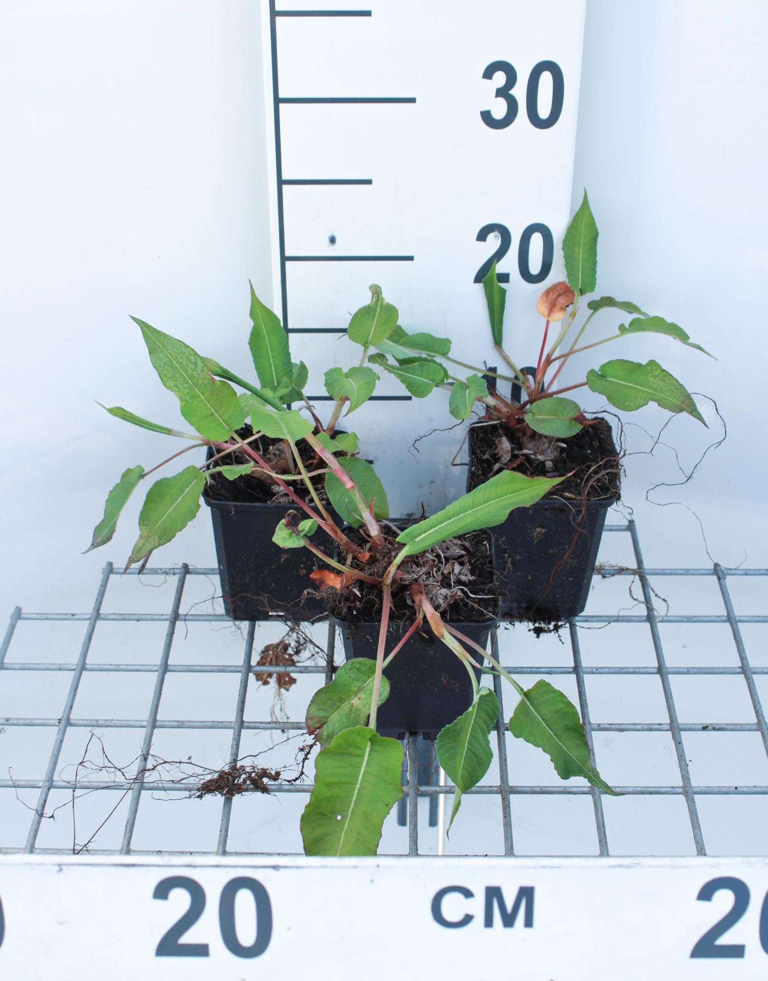 Persicaria amplexicaulis'Blotau'(Taurus) - pot 9x9 cm afbeelding