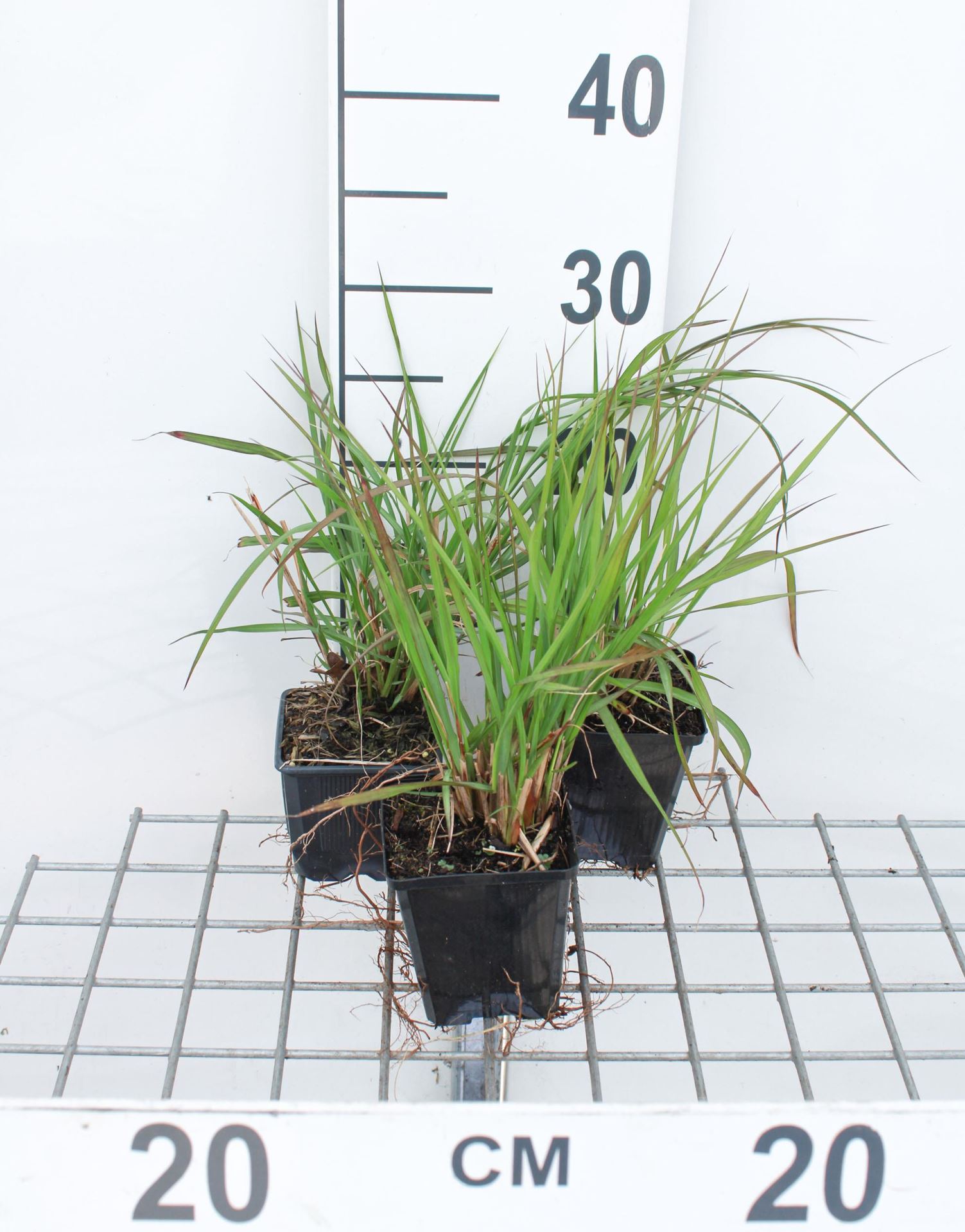 Pennisetum alopecuroides f. viridescens - pot 9x9 cm - Lampepoetsersgras afbeelding