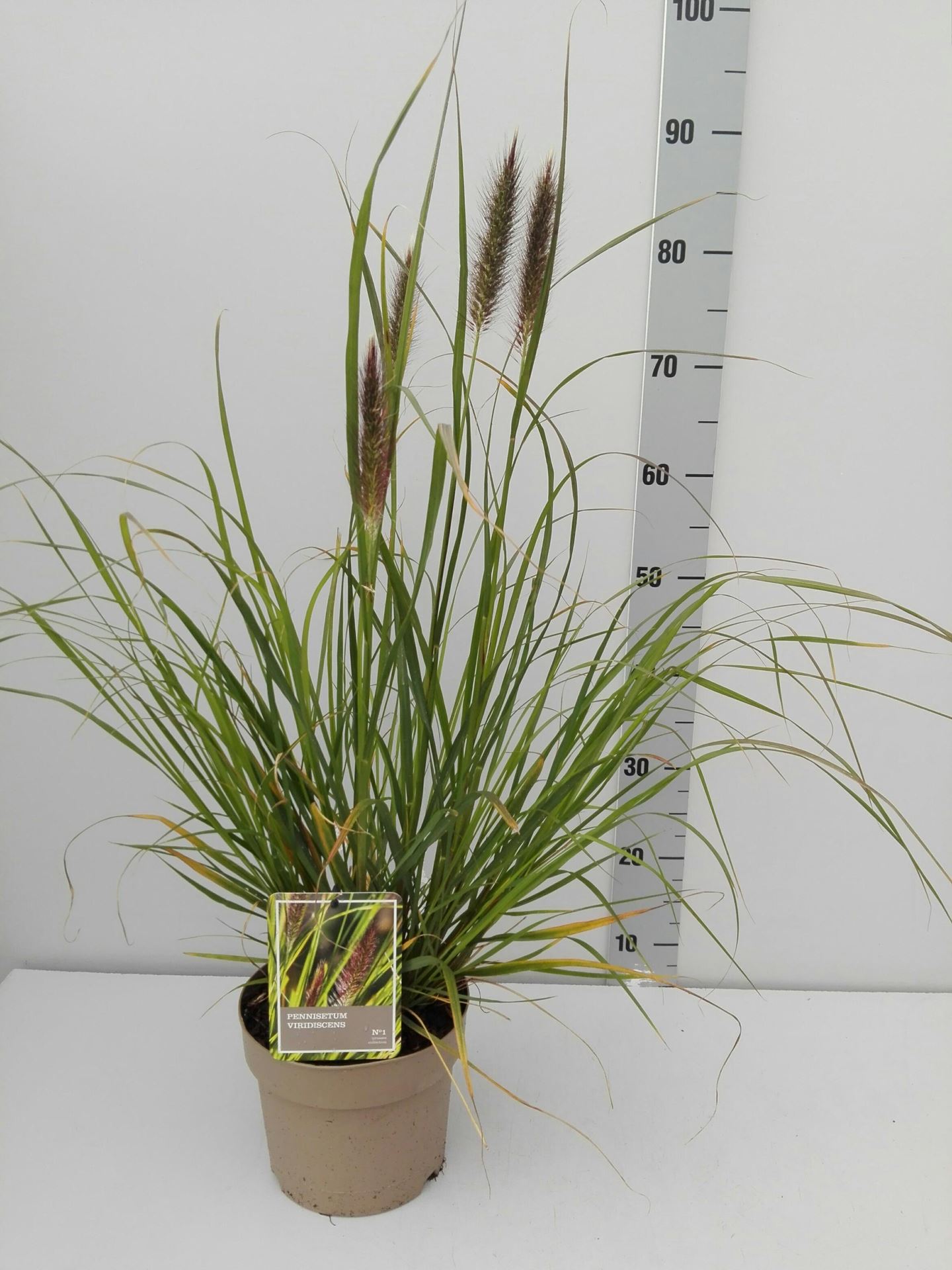 Pennisetum alopecuroides f. viridescens - pot 3L afbeelding