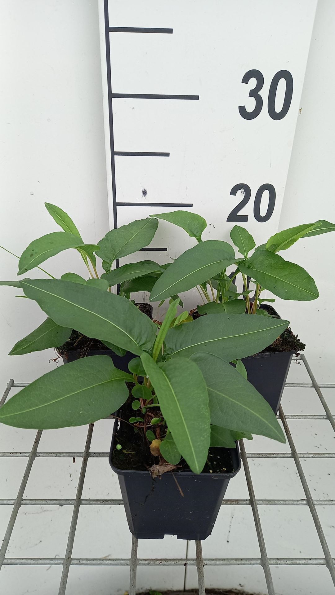 Persicaria bistorta - Adderwortel - pot 9x9 cm - Adderwortel / Addertong afbeelding