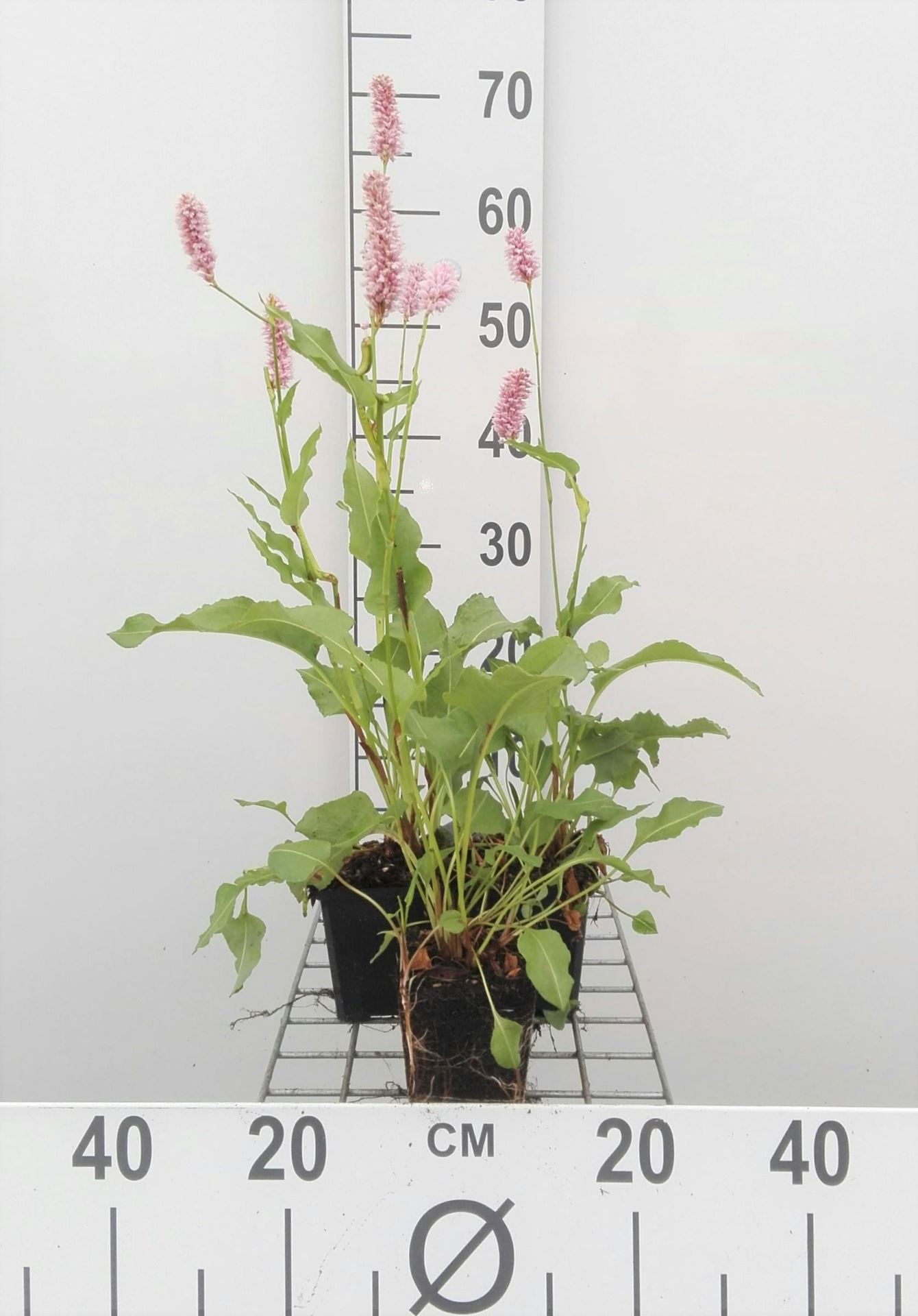Persicaria bistorta'Superba'- pot 9x9 cm - Adderwortel afbeelding