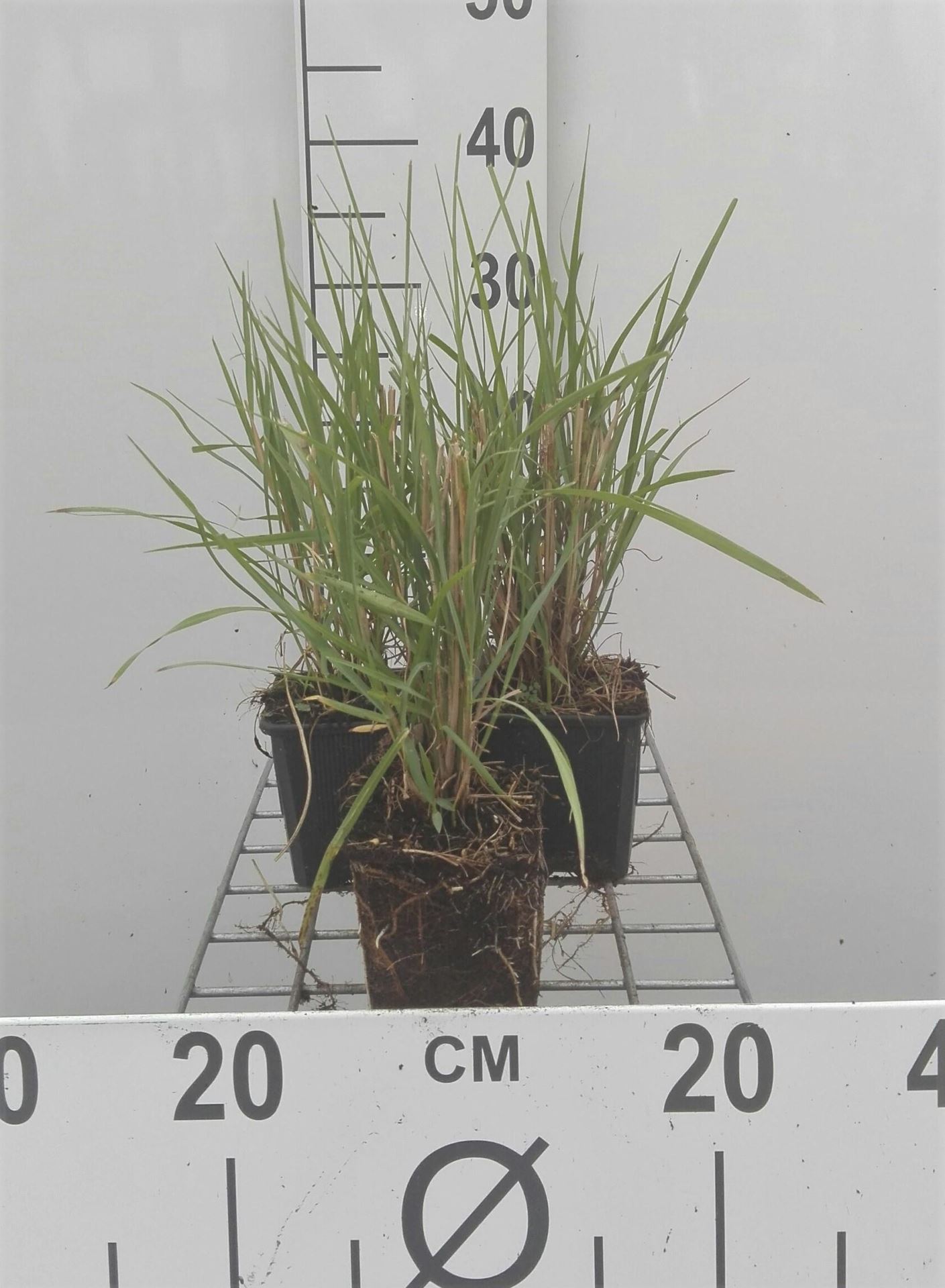 Pennisetum'Fairy Tails'- pot 9x9 cm afbeelding