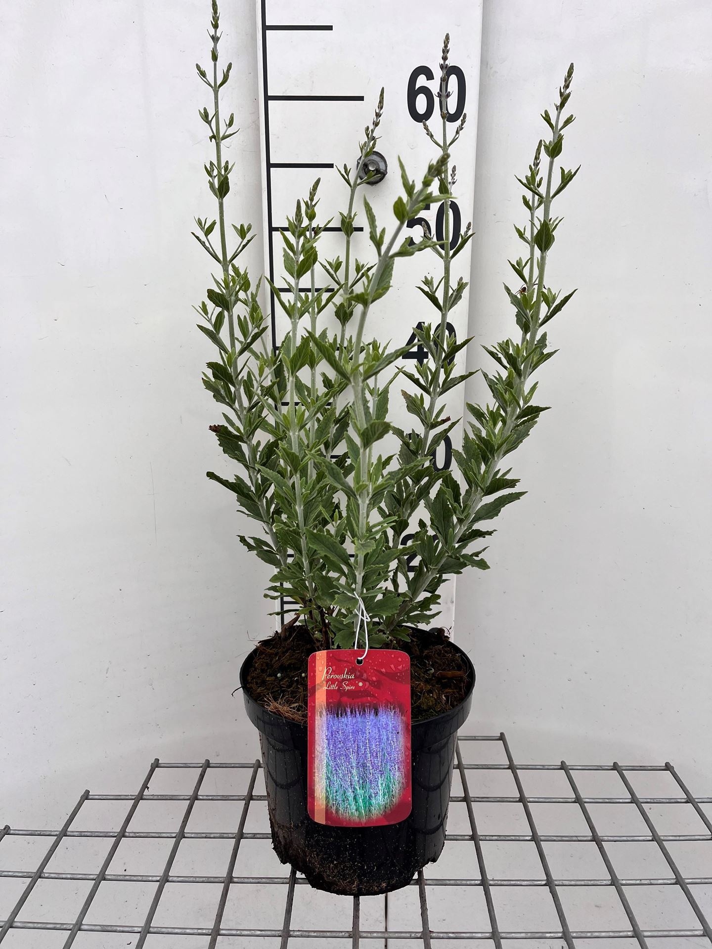 Perovskia atriplicifolia'Little Spire'- pot - 30-40 cm (Russische salie) - Russische salie afbeelding