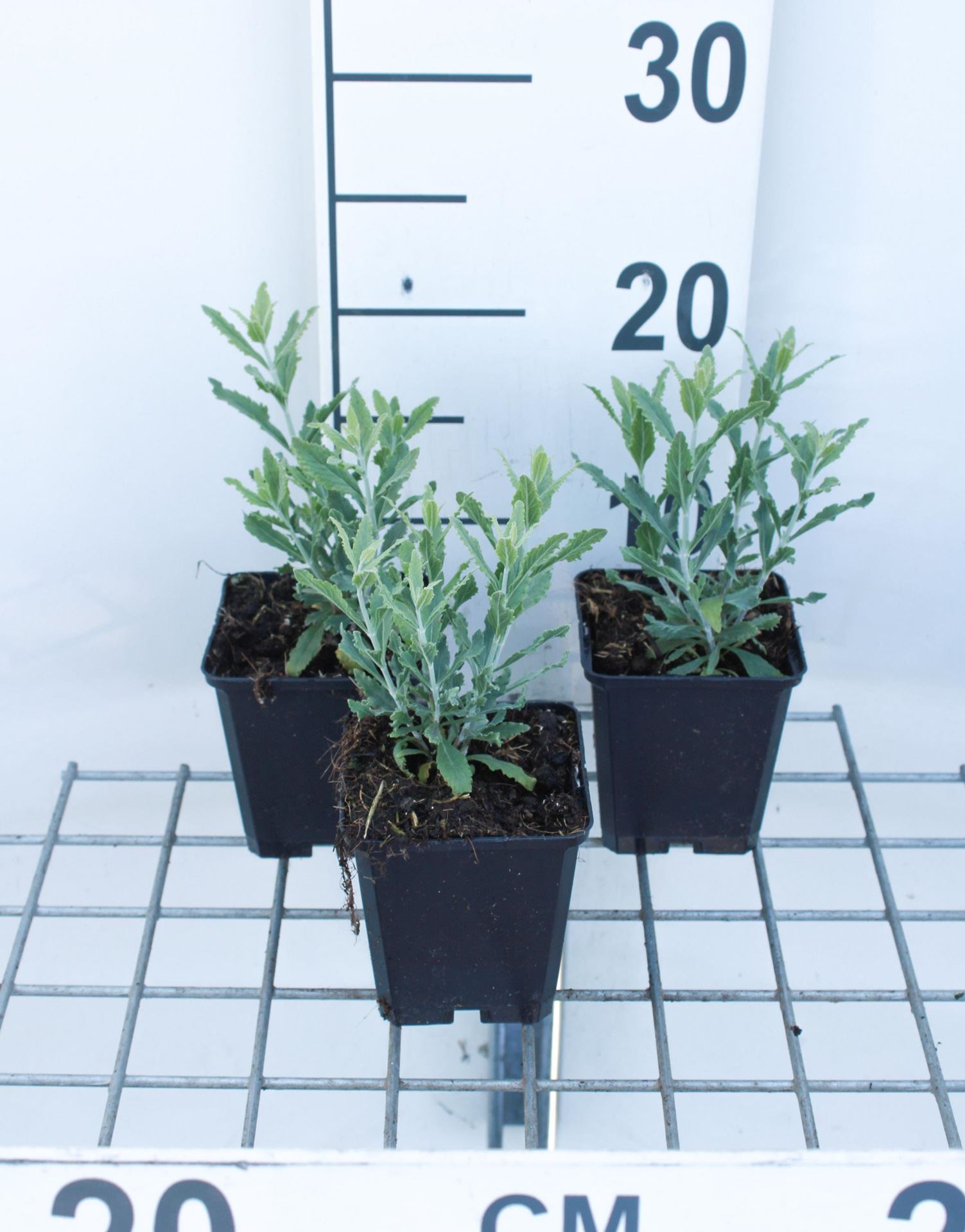 Perovskia atriplicifolia'Little Spire'- pot 9x9 cm (Russische salie) - Russische salie afbeelding
