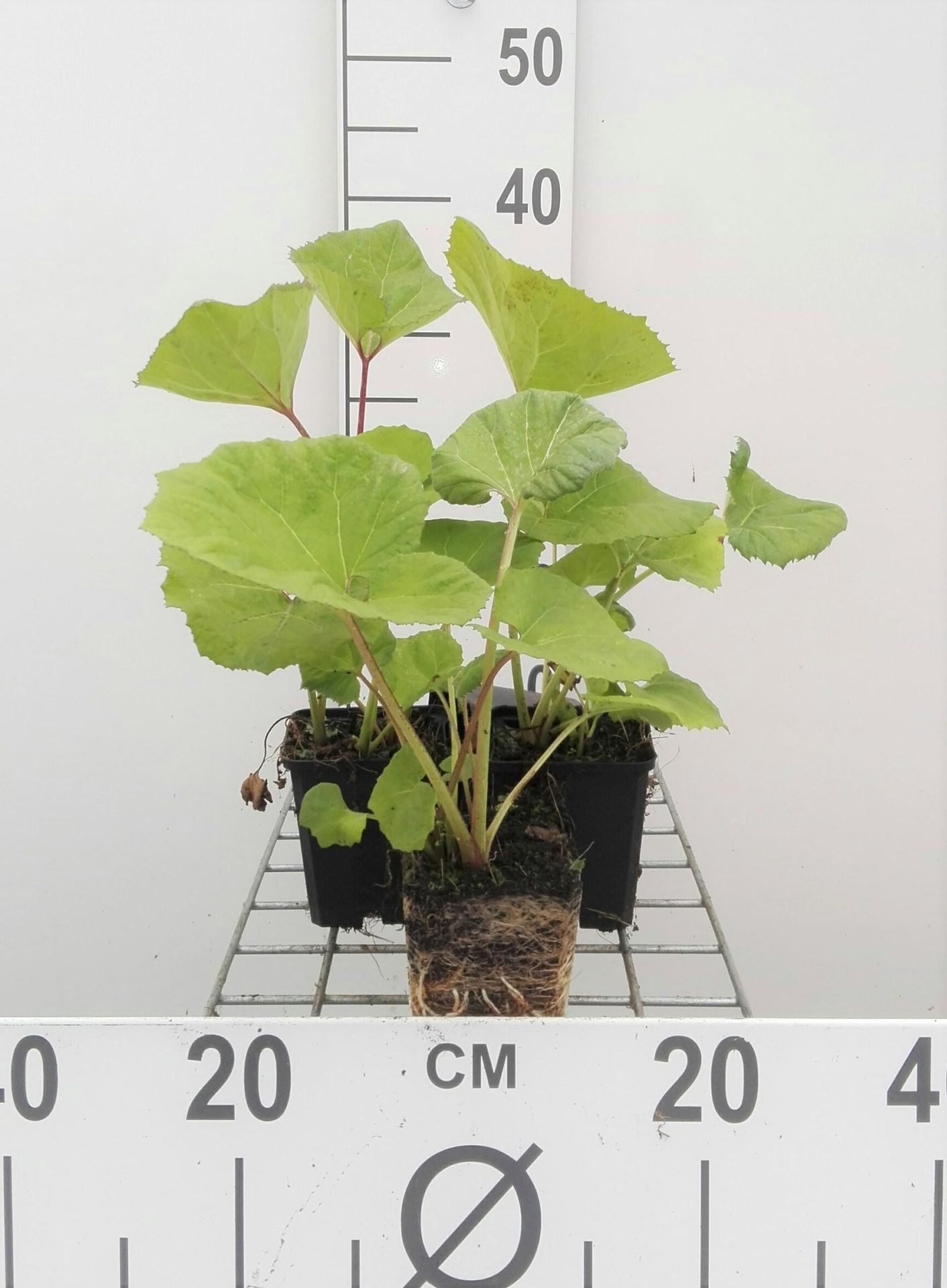 Petasites hybridus - pot 9x9 cm - Groot hoefblad afbeelding