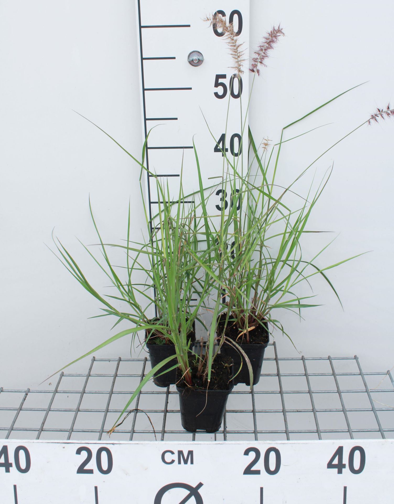 Pennisetum'Karley Rose'- pot 9x9 cm - Lampepoetsersgras afbeelding