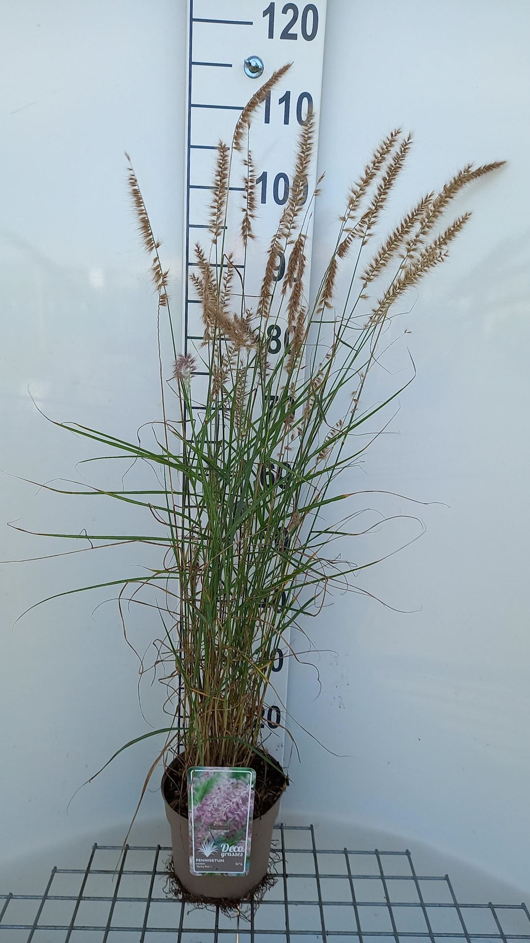Pennisetum'Karley Rose'- pot 3L afbeelding