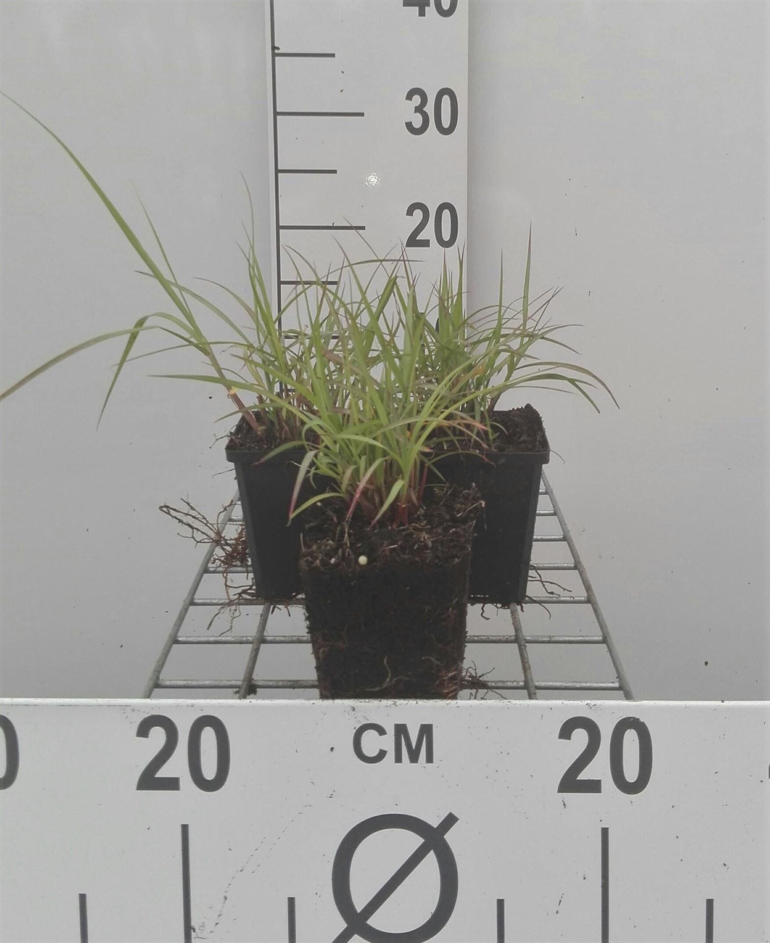 Pennisetum orientale - pot 9x9 cm afbeelding