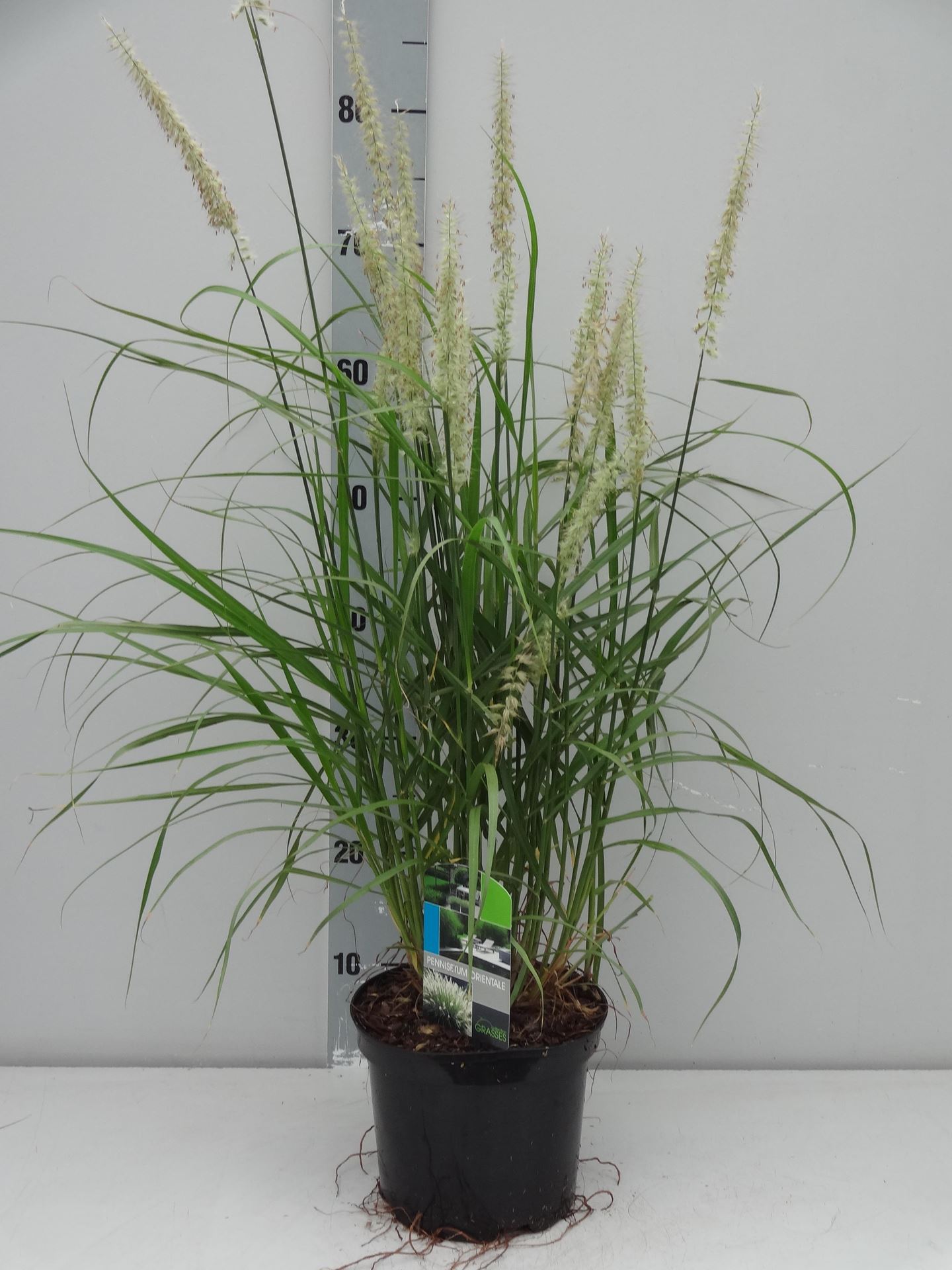 Pennisetum orientale - pot 3L afbeelding