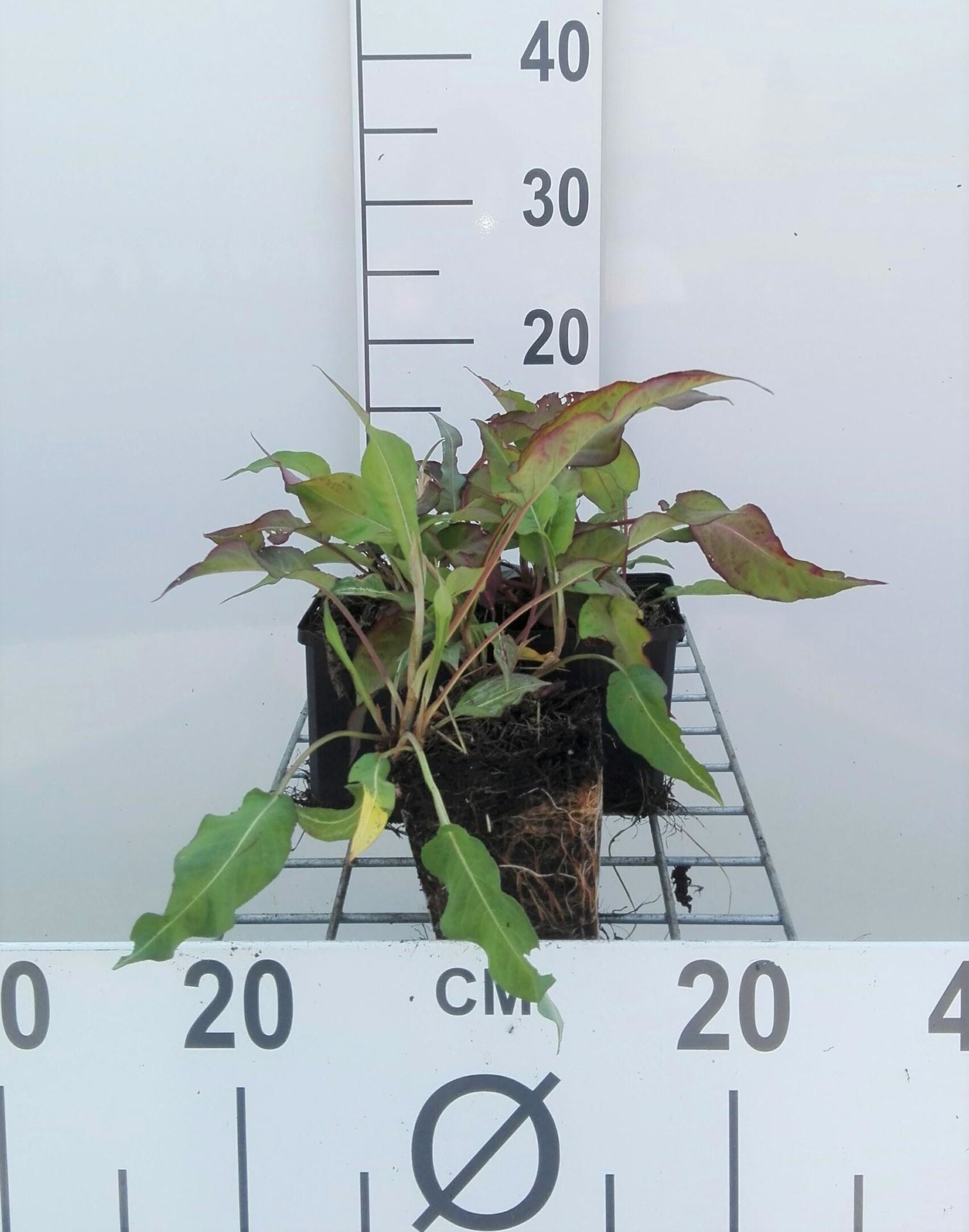 Persicaria amplexicaulis'Dark Red'- pot 9x9 cm afbeelding