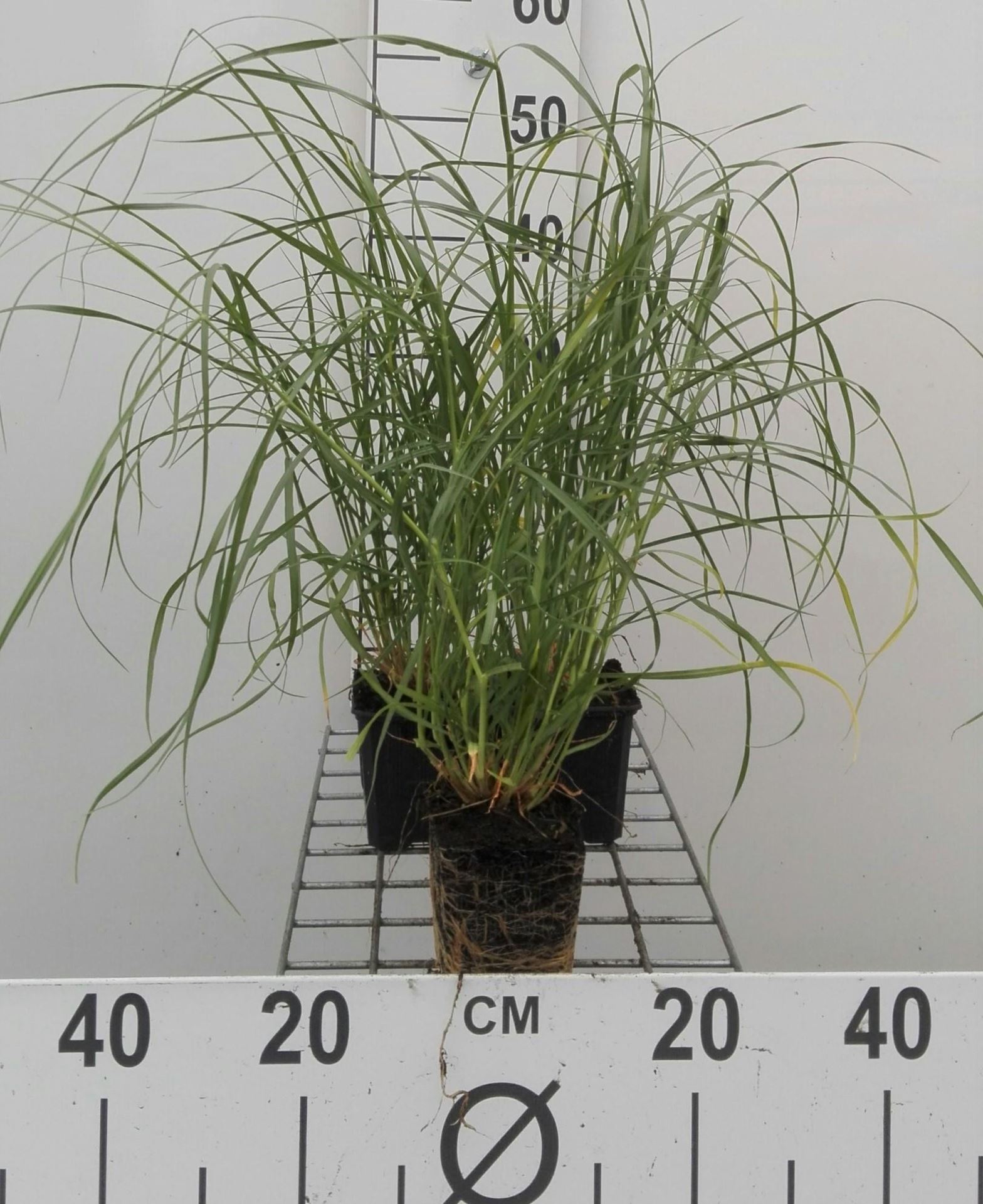Pennisetum villosum - pot 9x9 cm afbeelding