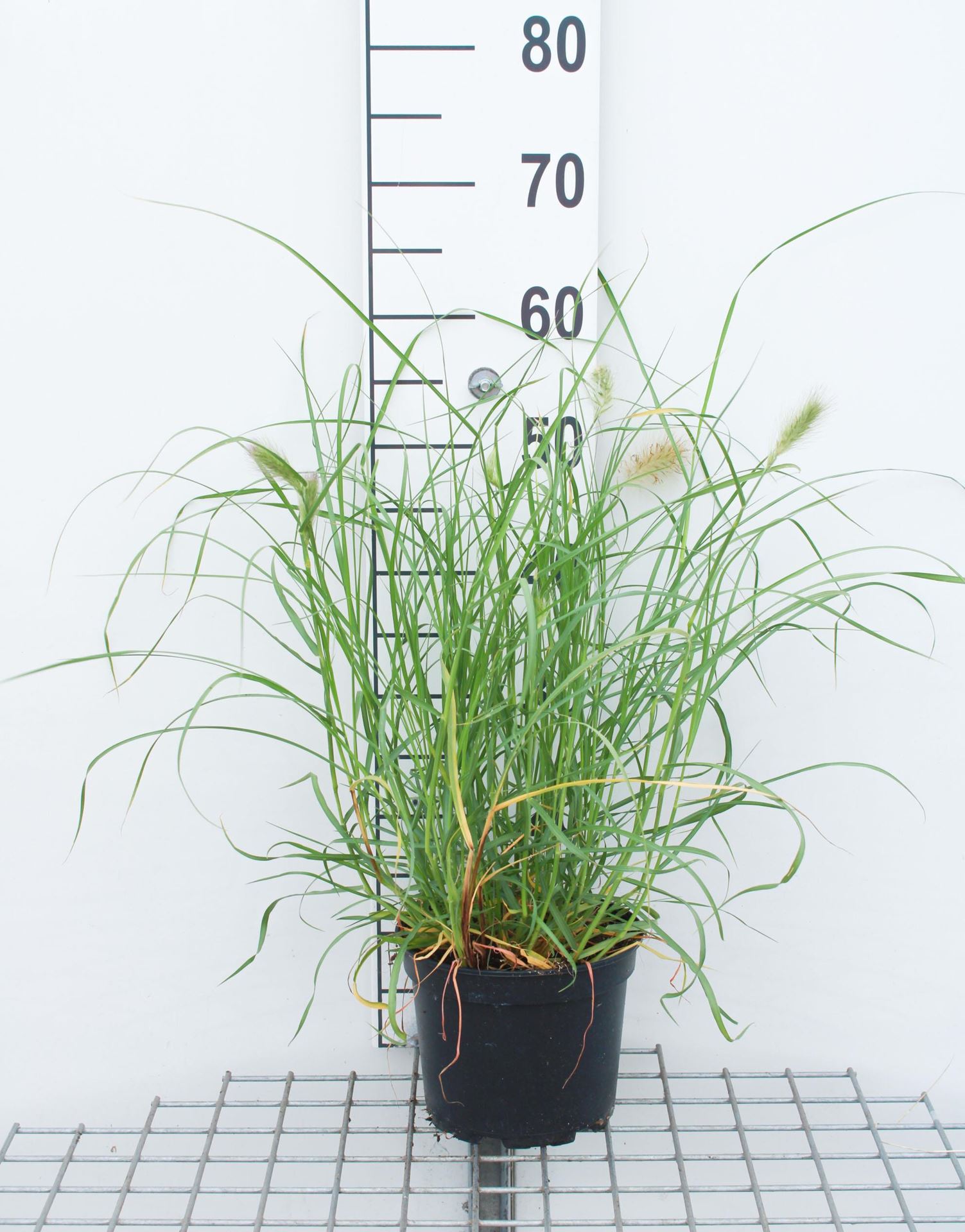 Pennisetum villosum - pot 3L afbeelding