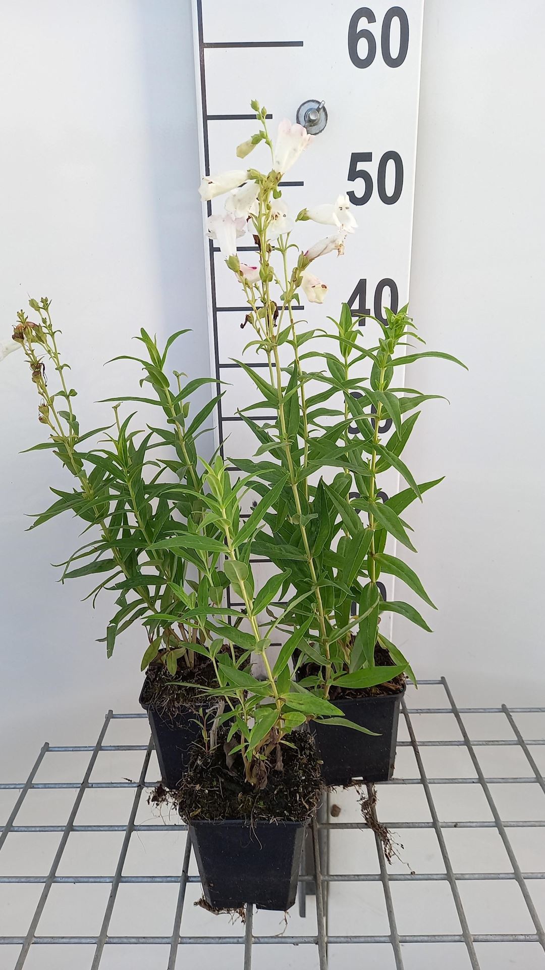 Penstemon'White Bedder'- pot 9x9 cm - Schildpadbloem afbeelding