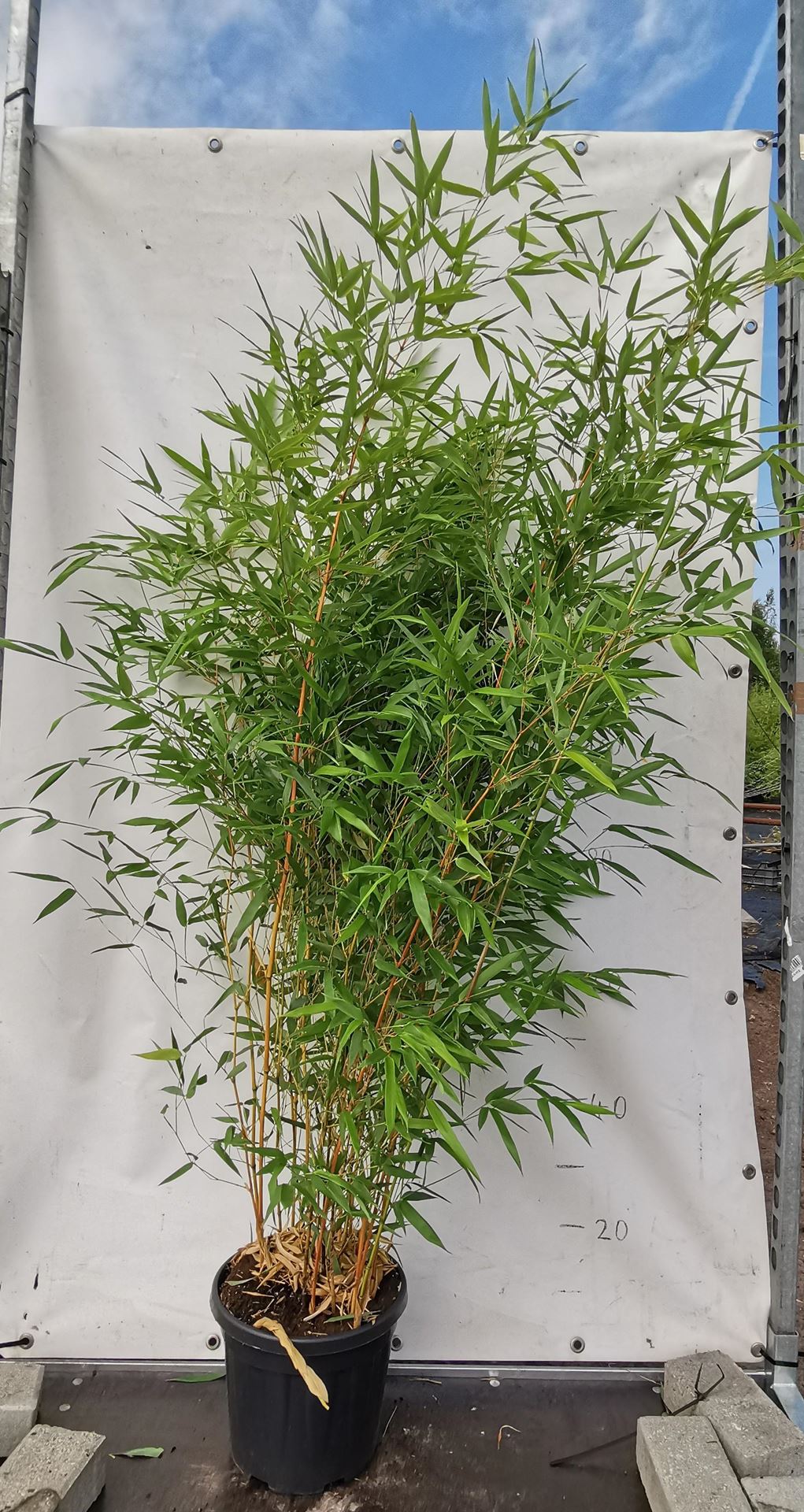 Phyllostachys aureosulcata'Aureocaulis'- pot 10L - 125-150 cm afbeelding