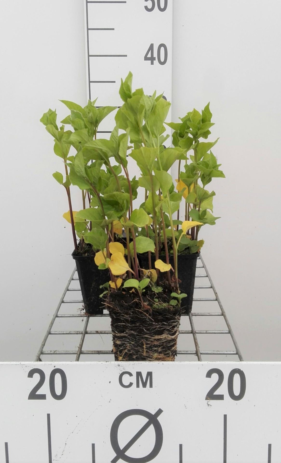 Physalis alkekengi var. franchetii - pot 9x9 cm - lampionplant afbeelding