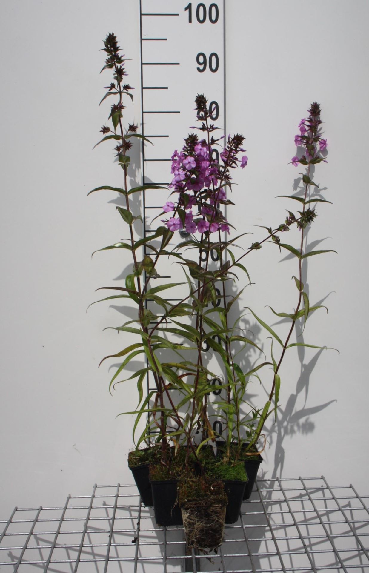 Phlox'Amethyst'- pot 9x9 cm afbeelding