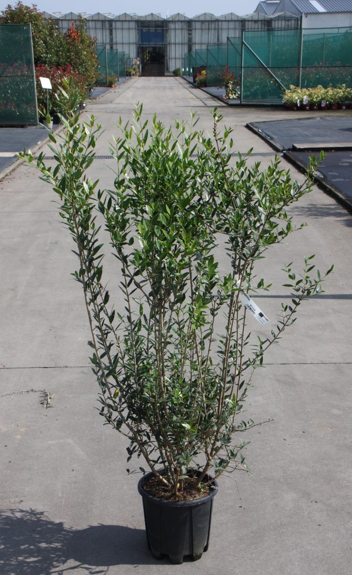 Phillyrea angustifolia - pot 10L - 80-100 cm afbeelding