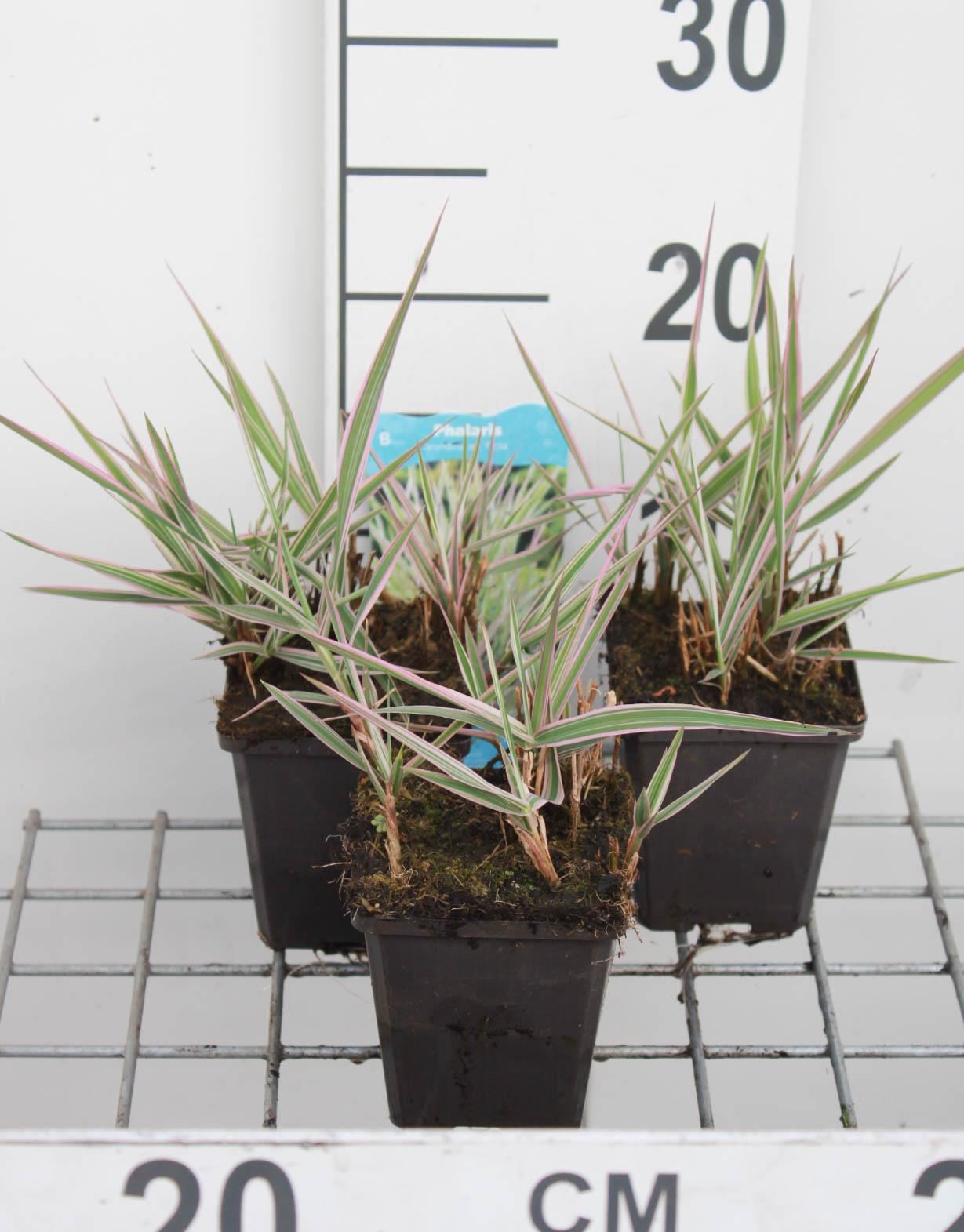 Phalaris arundinacea'Picta'- pot 9x9 cm afbeelding