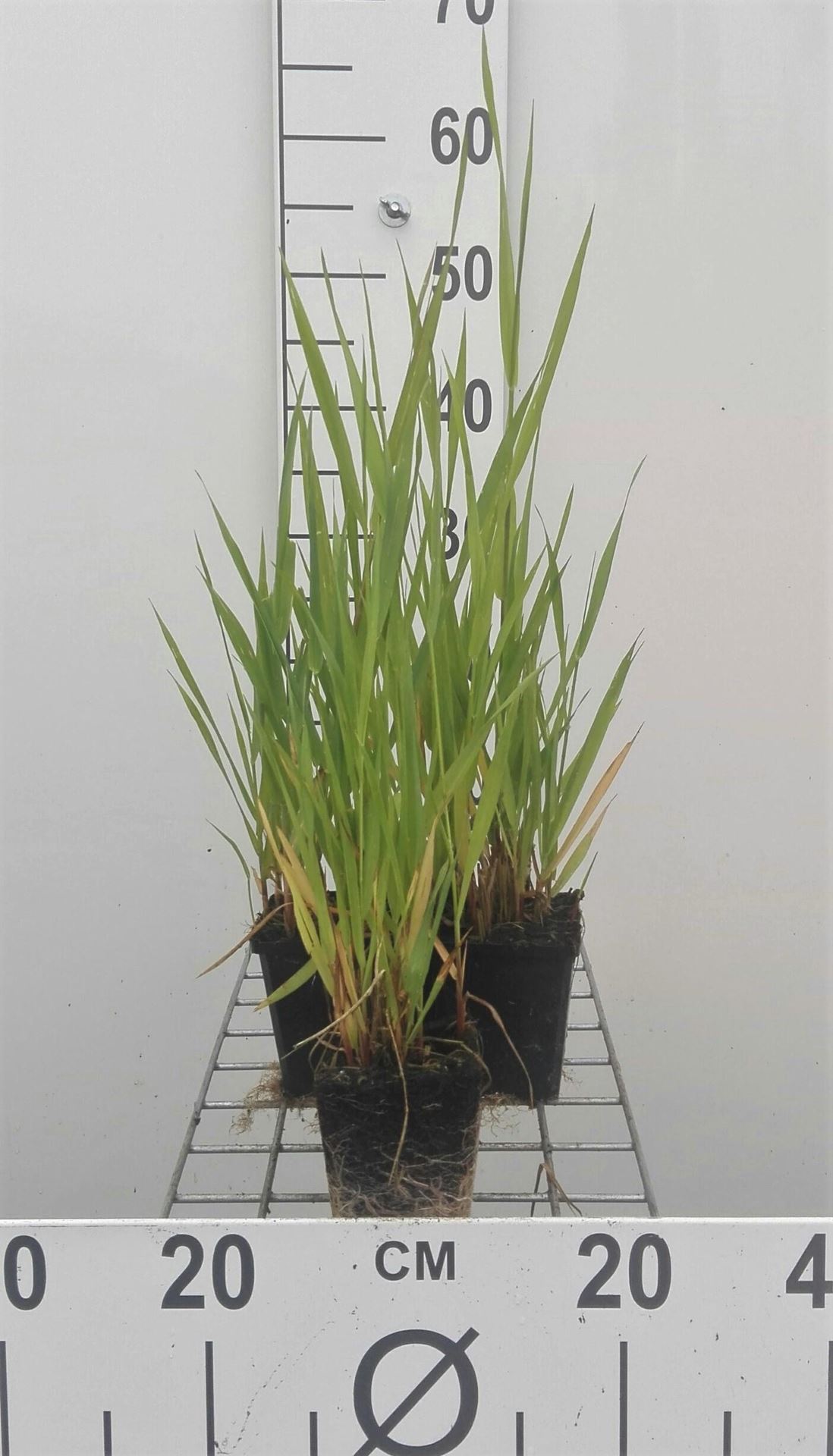 Phalaris arundinacea - pot 9x9 cm afbeelding